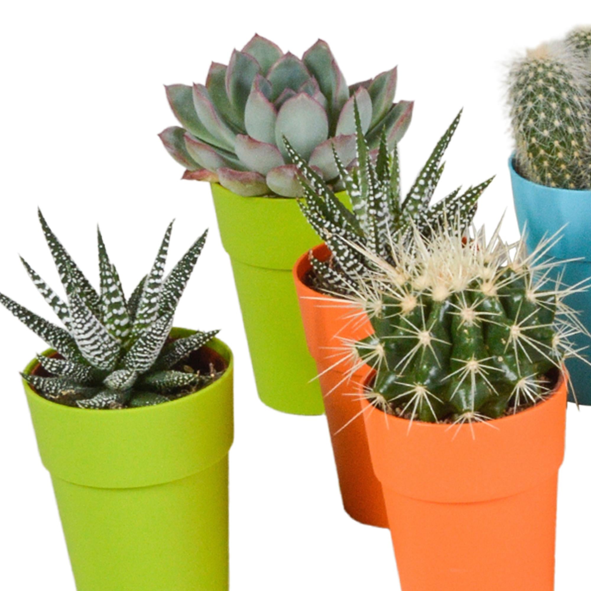 Cactus en vetplantenmix 5,5 cm | 15 stuks - in kunststof pot
