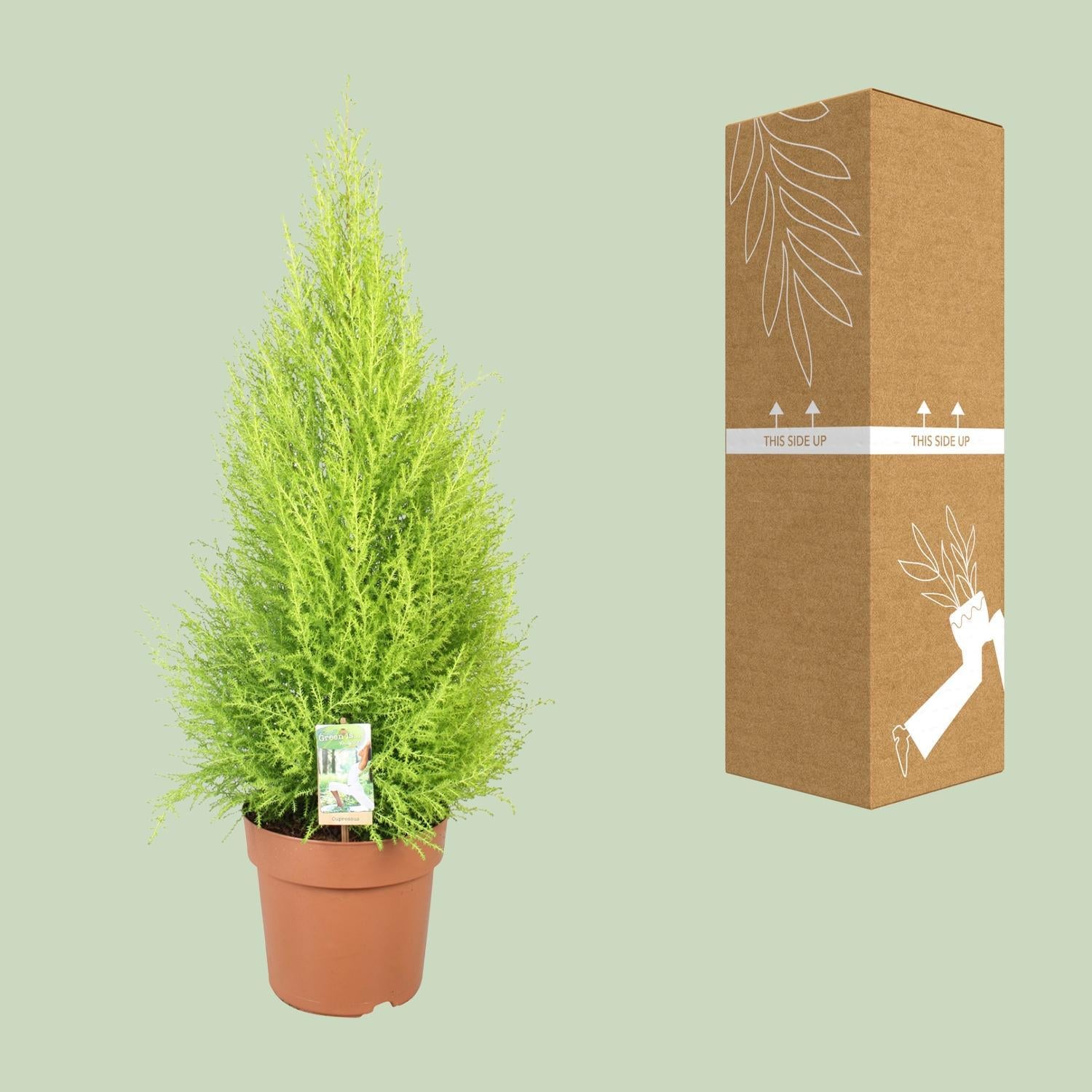 Cupressus Goudhaantje Wilma - Ø21cm - ↕90cm
