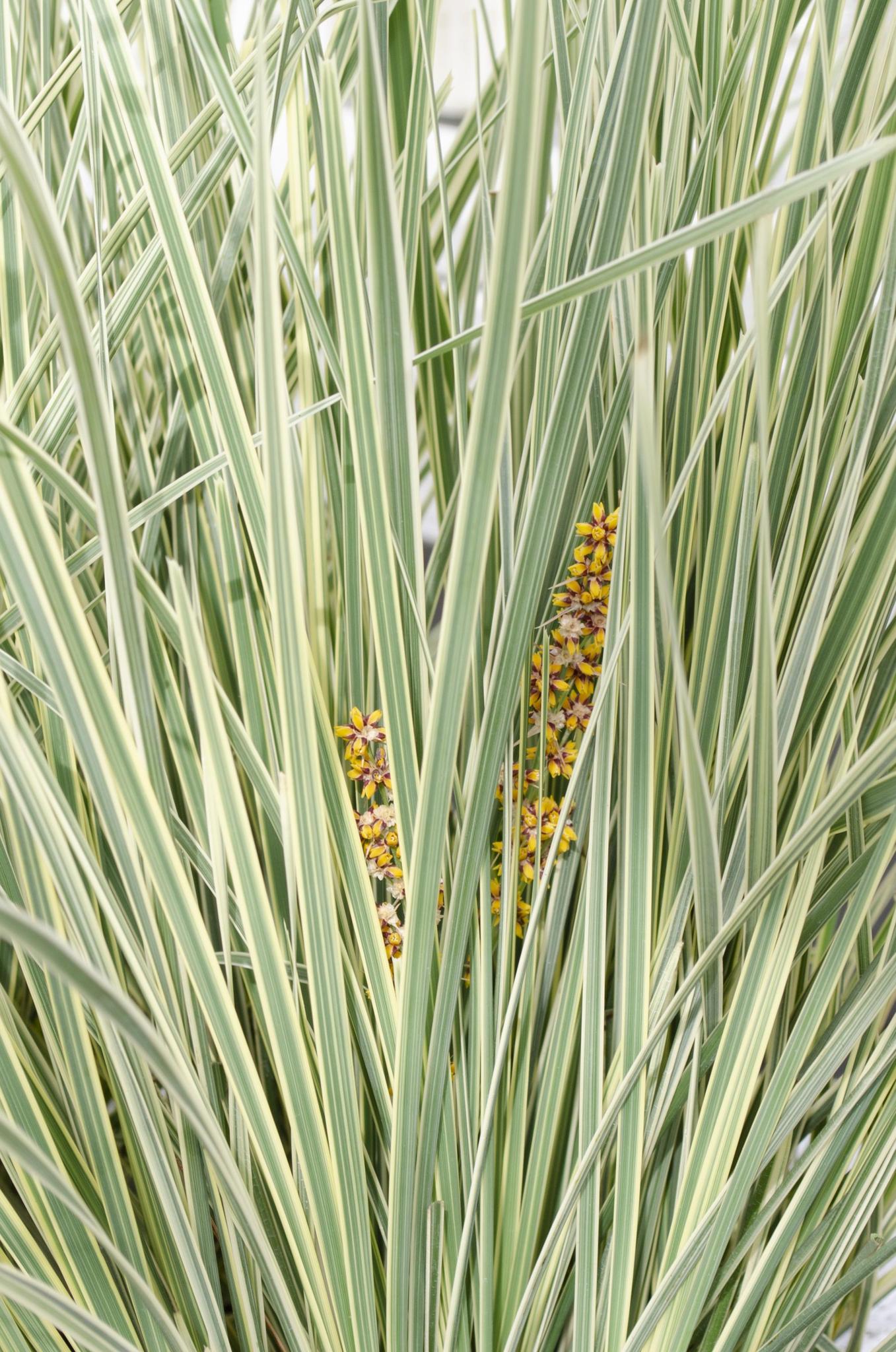 Lomandra longifolia 'White Sands' - ?40cm - Ø19