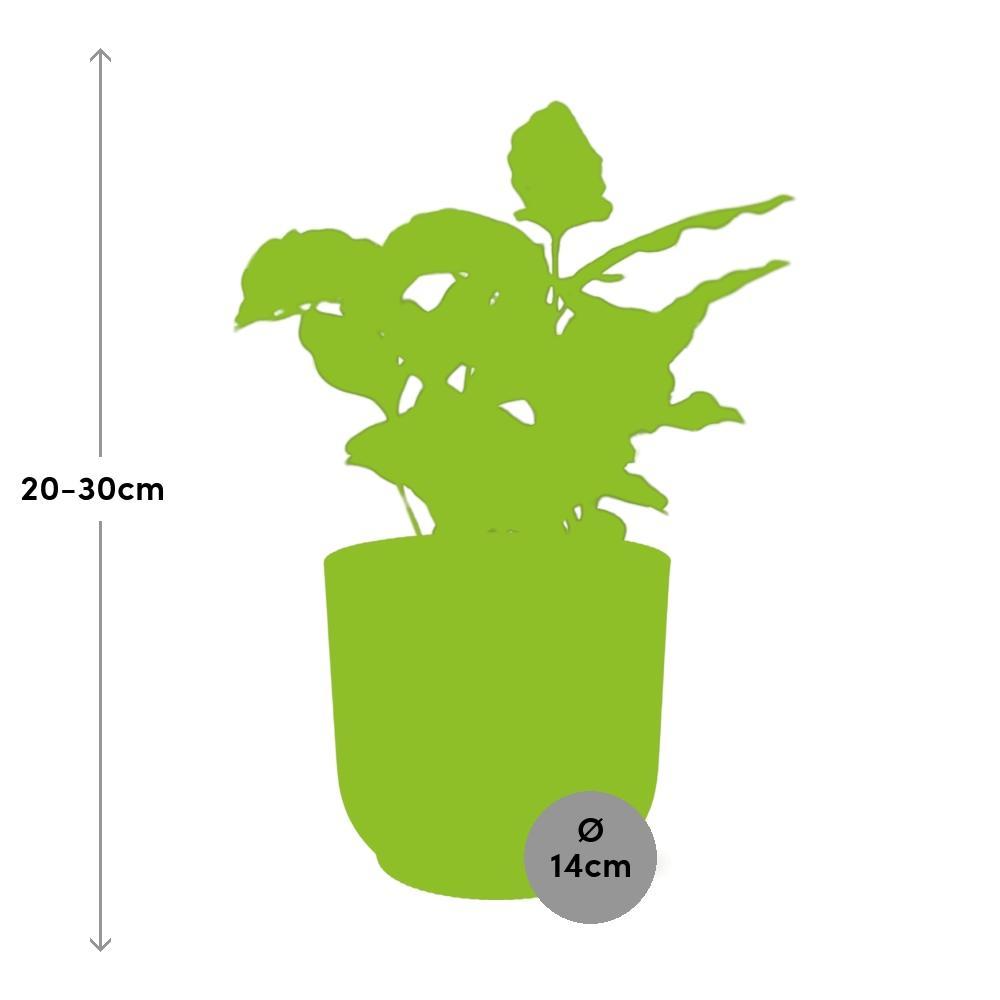 Koffie Arabica in ELHO Vibes Fold 14cm roze