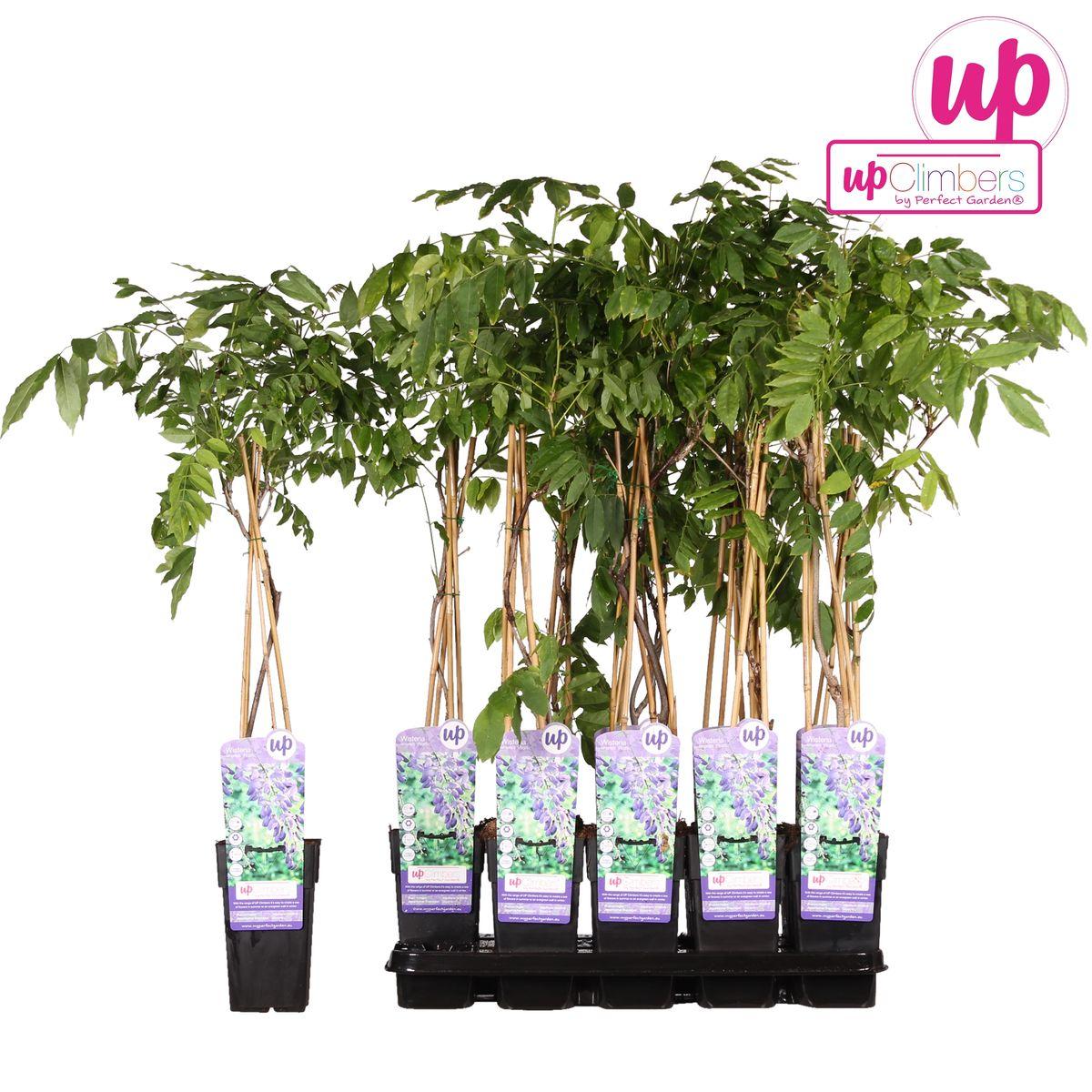 Wisteria sinensis 'Prolific' - Blauwe regen