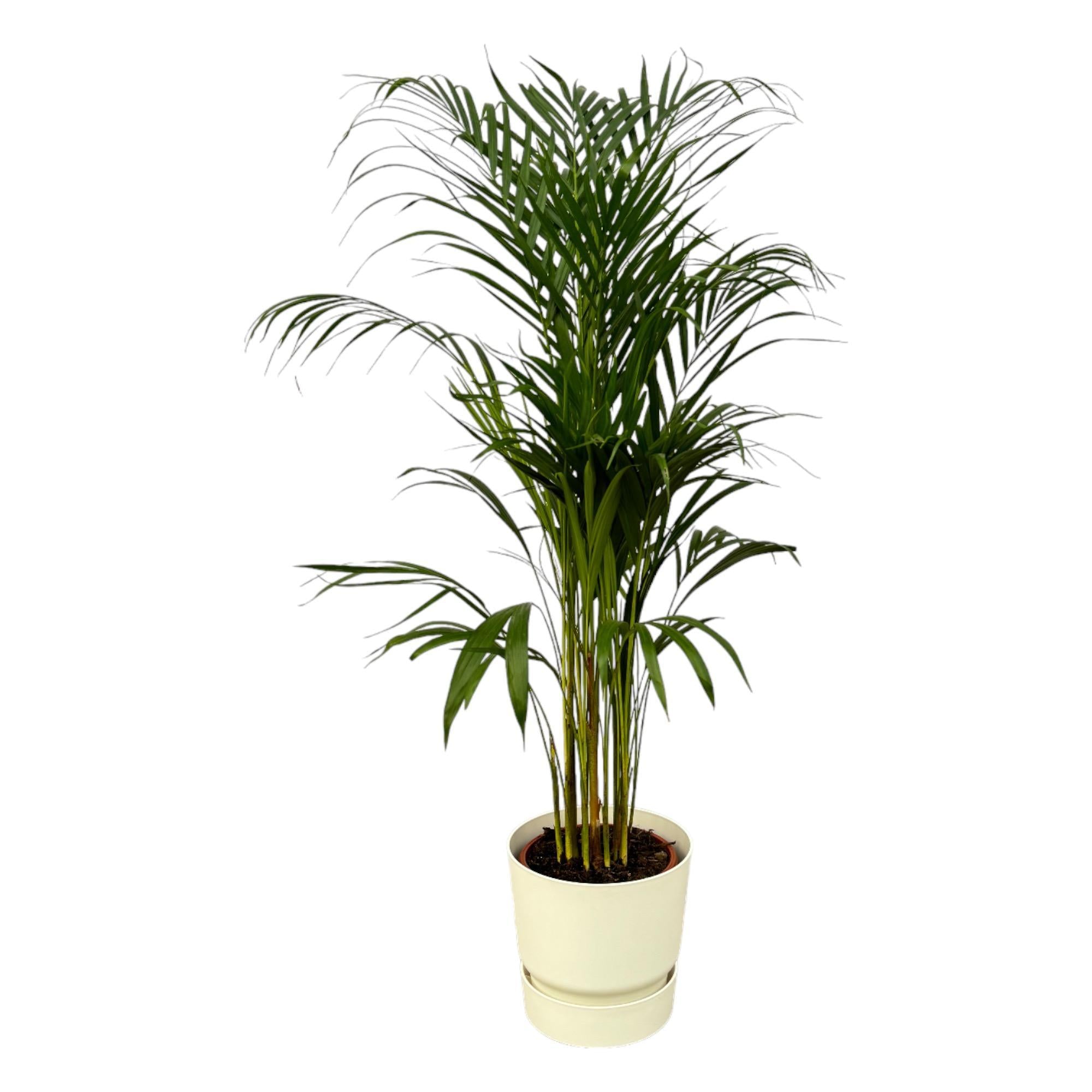 Areca palm - ?110cm - Ø21cm inclusief elho Greenville Rond wit D24xH23