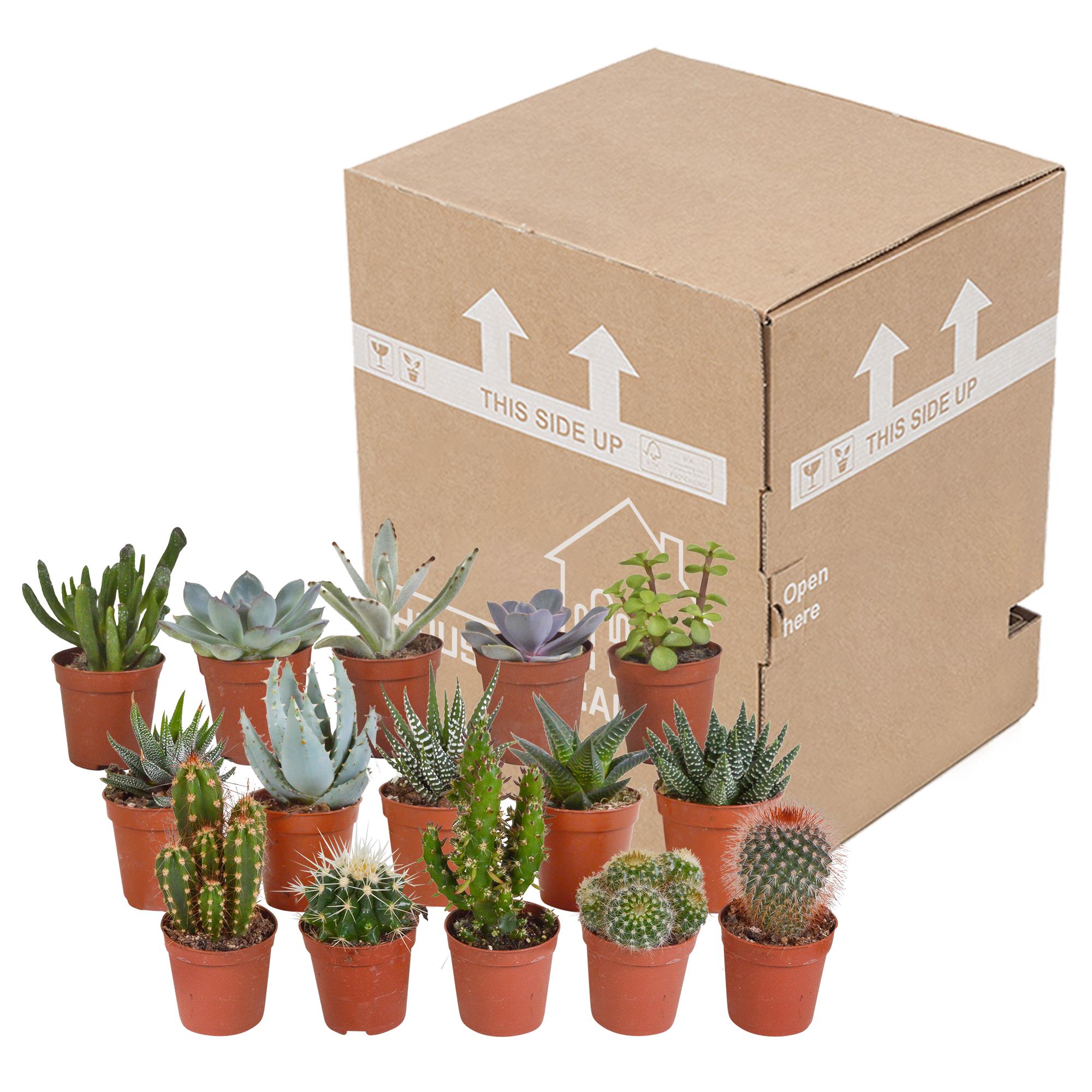 Cactus en vetplantenmix 5,5 cm | 15 stuks - zonder pot