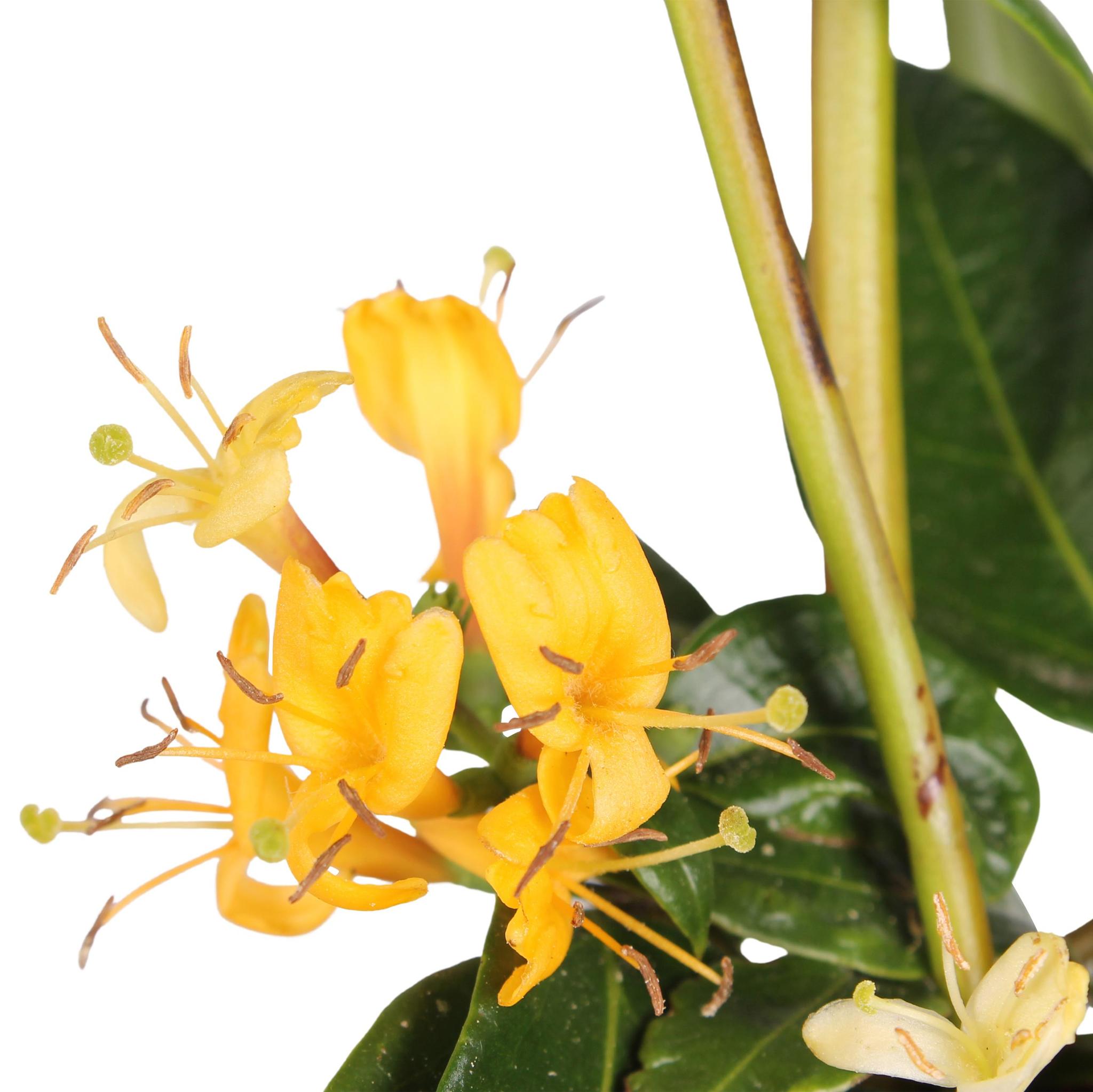 3x - Lonicera henryi - ?65cm - Ø15