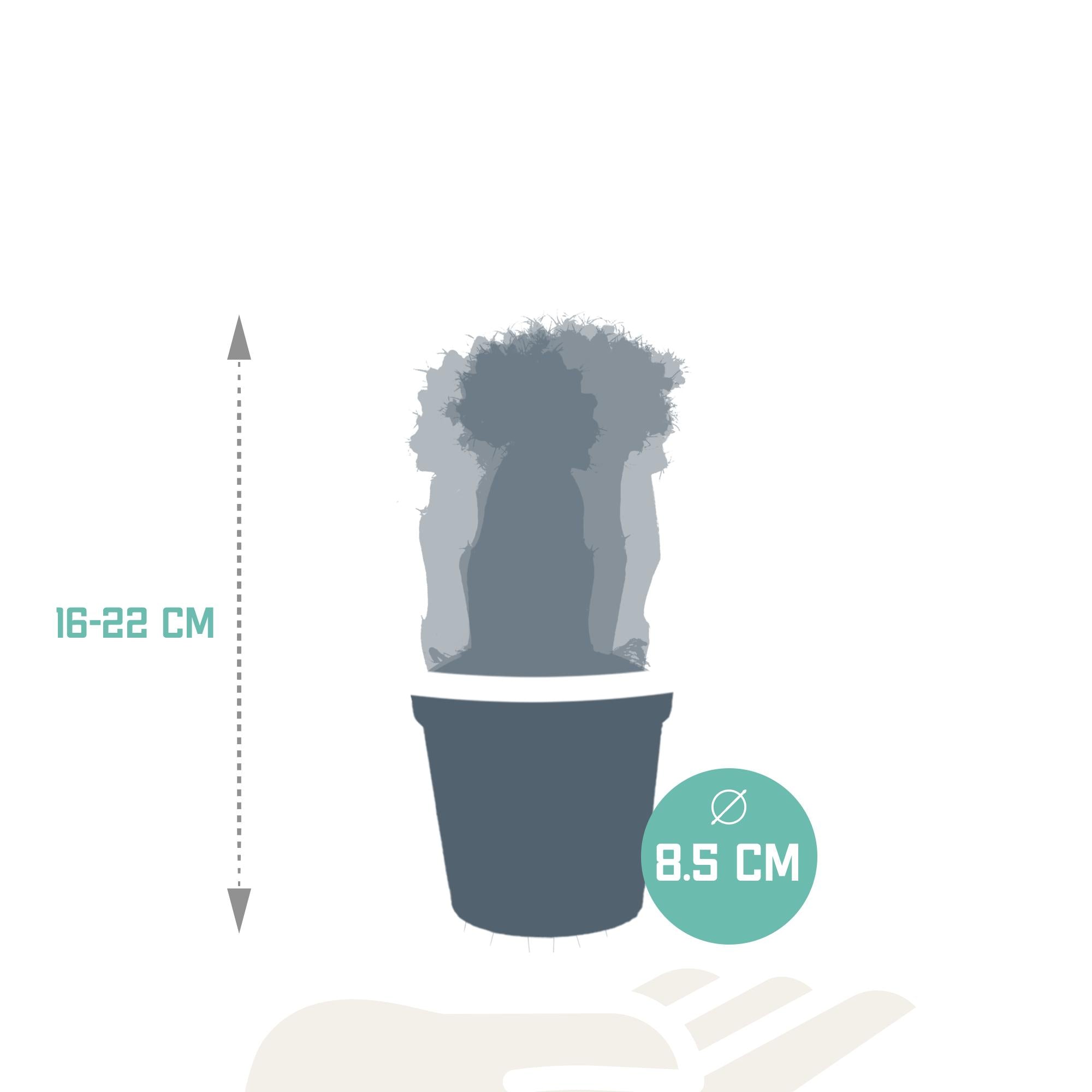 Euphorbia meloformis variegata - Gymnocalycium-Mischung - 5,5cm - 3x