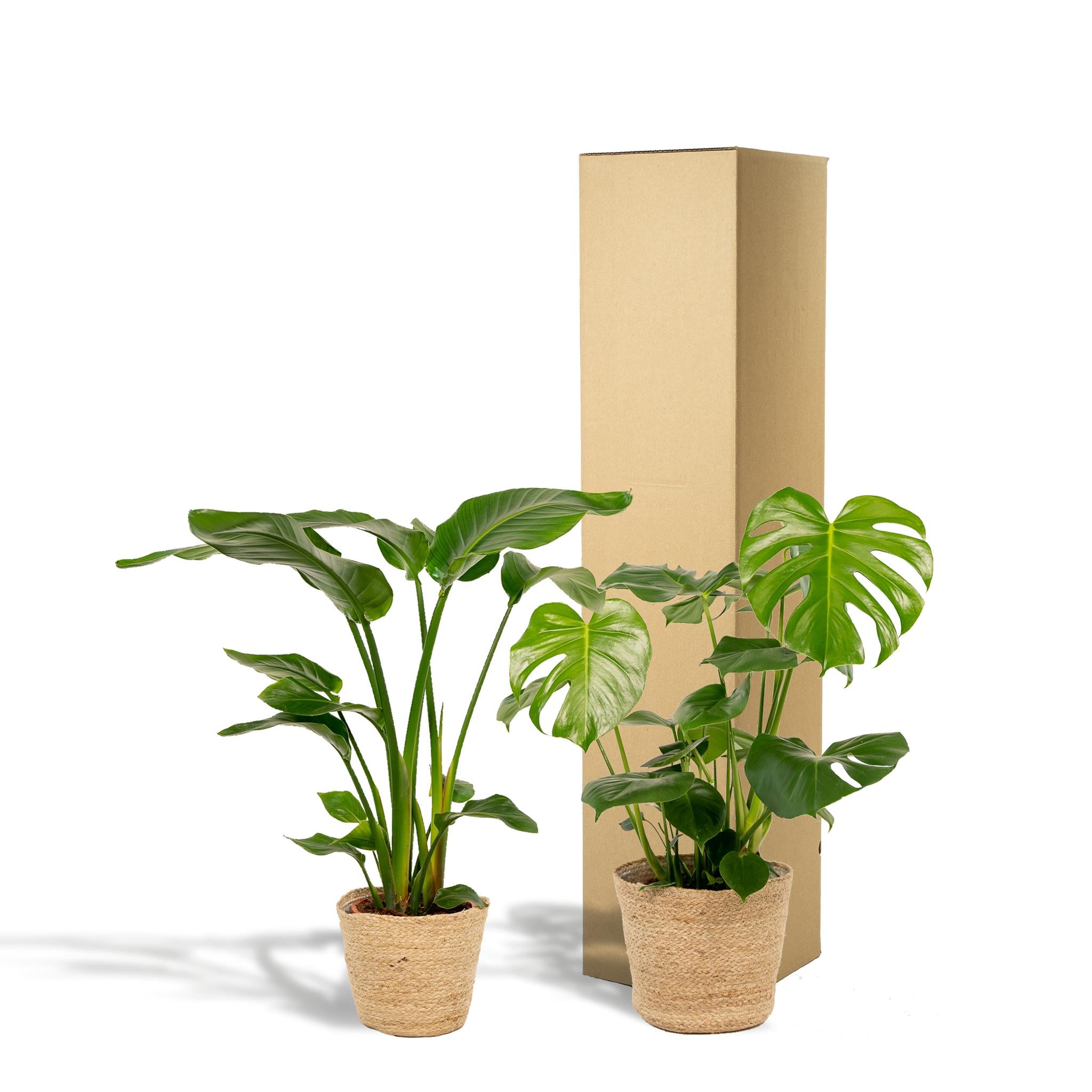 Strelitzia Nicolai - Ø19cm - ↕85cm + Monstera Deliciosa - Ø21cm - ↕75cm + Mand Selin