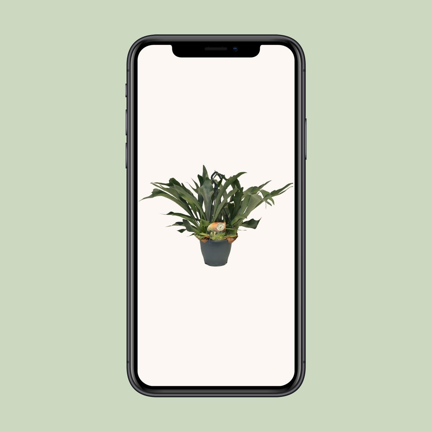 Platycerium Bifurcatum - Ø21 ↕50