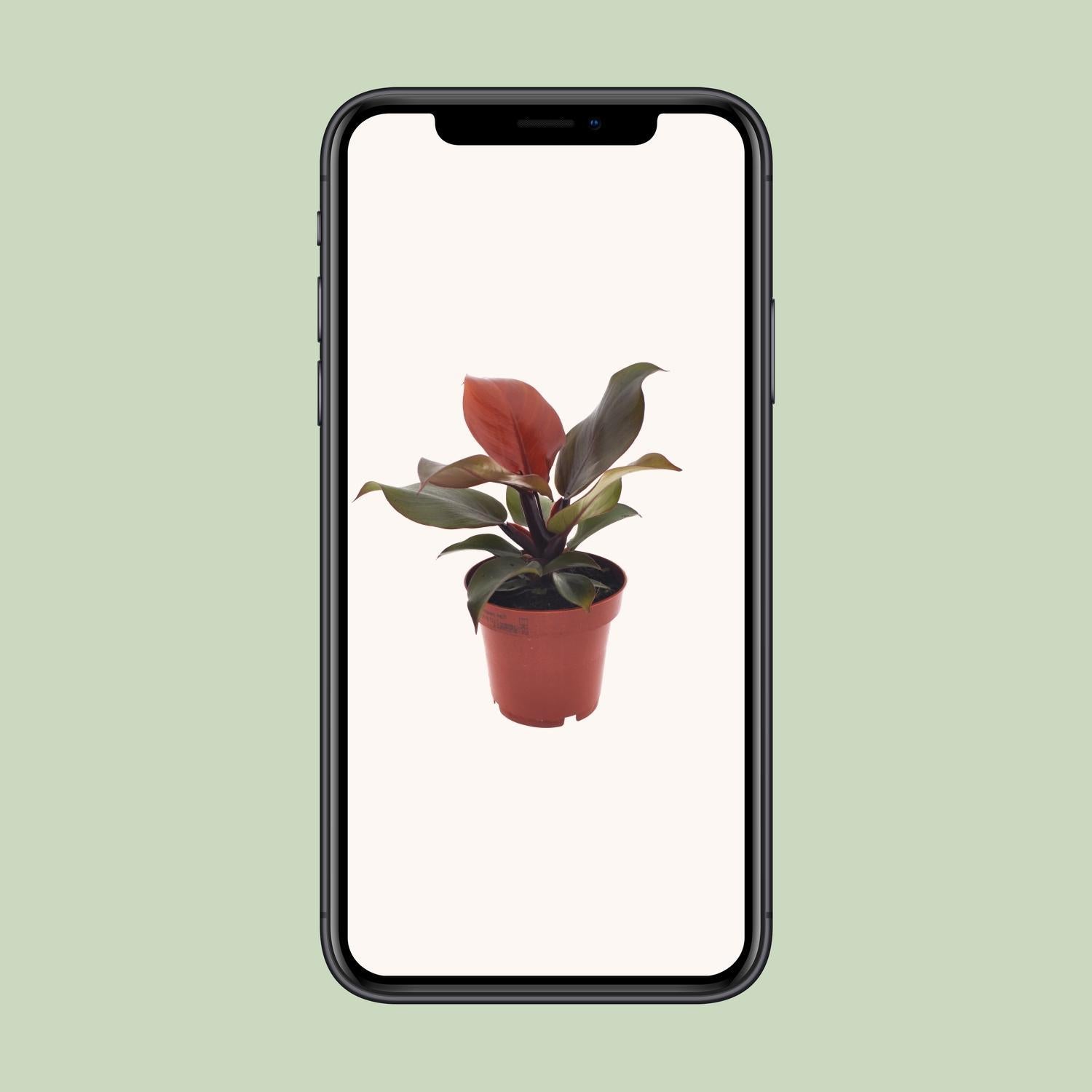 Philodendron Imperial Rood - Ø12cm - ↕25cm