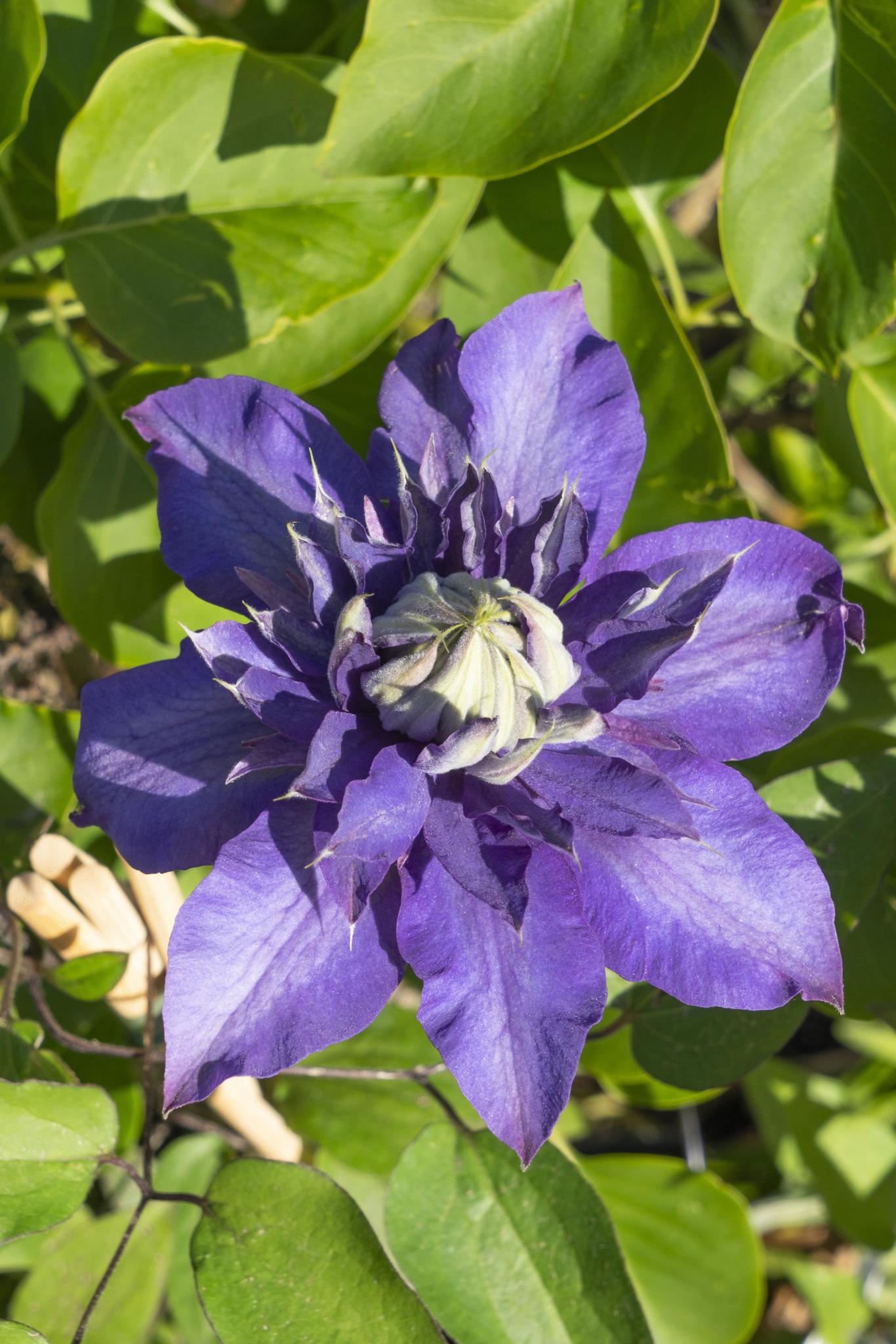 4x - Clematis Multi Blauw - ?65cm - Ø15