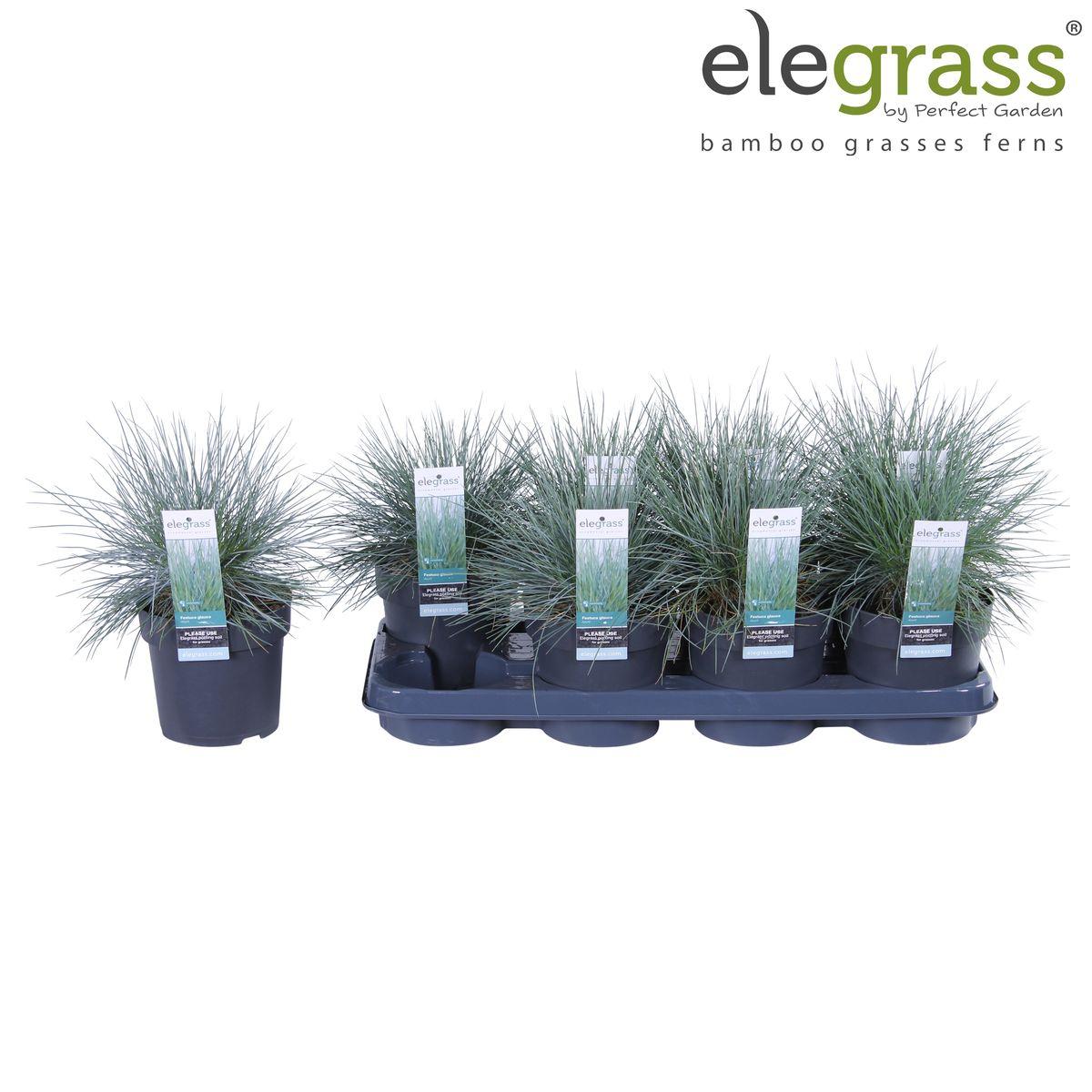 Festuca glauca Azura Blue - Ø14 - ?30cm
