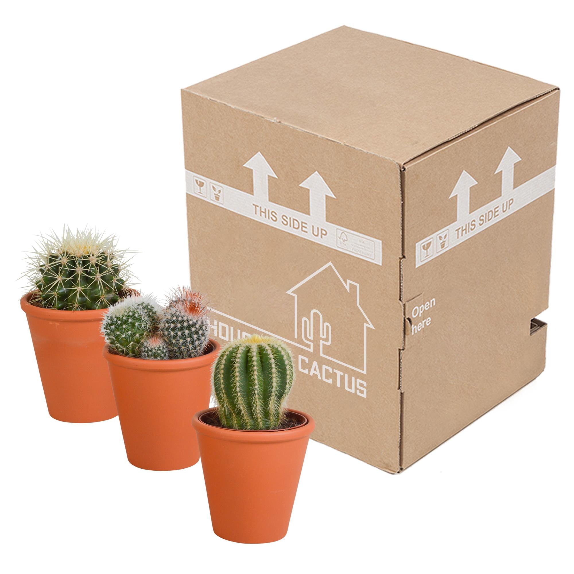 Bolcactusmix 8,5 cm | 3 stuks - in terracotta pot