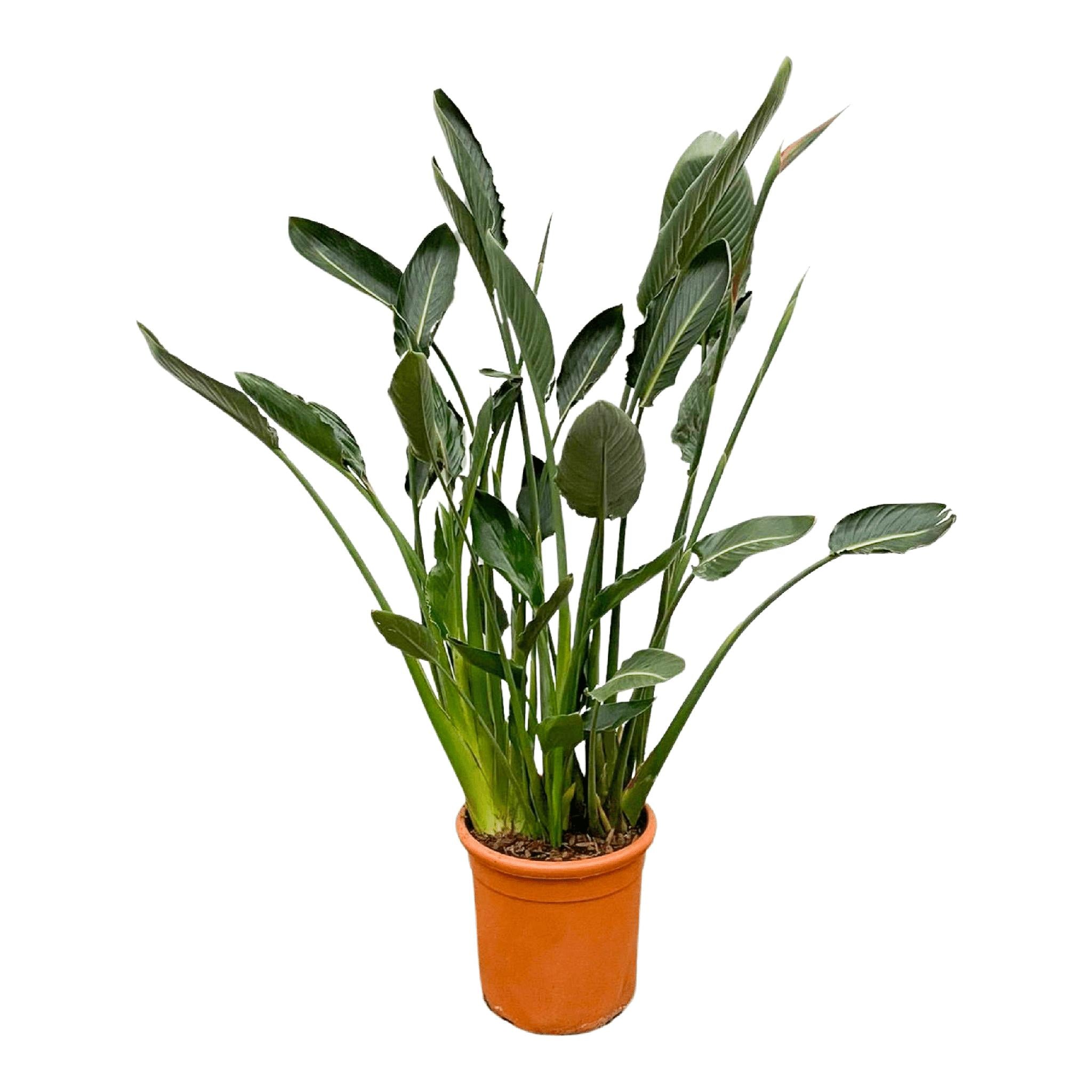 Strelitzia Reginae XL - 160cm - ?30