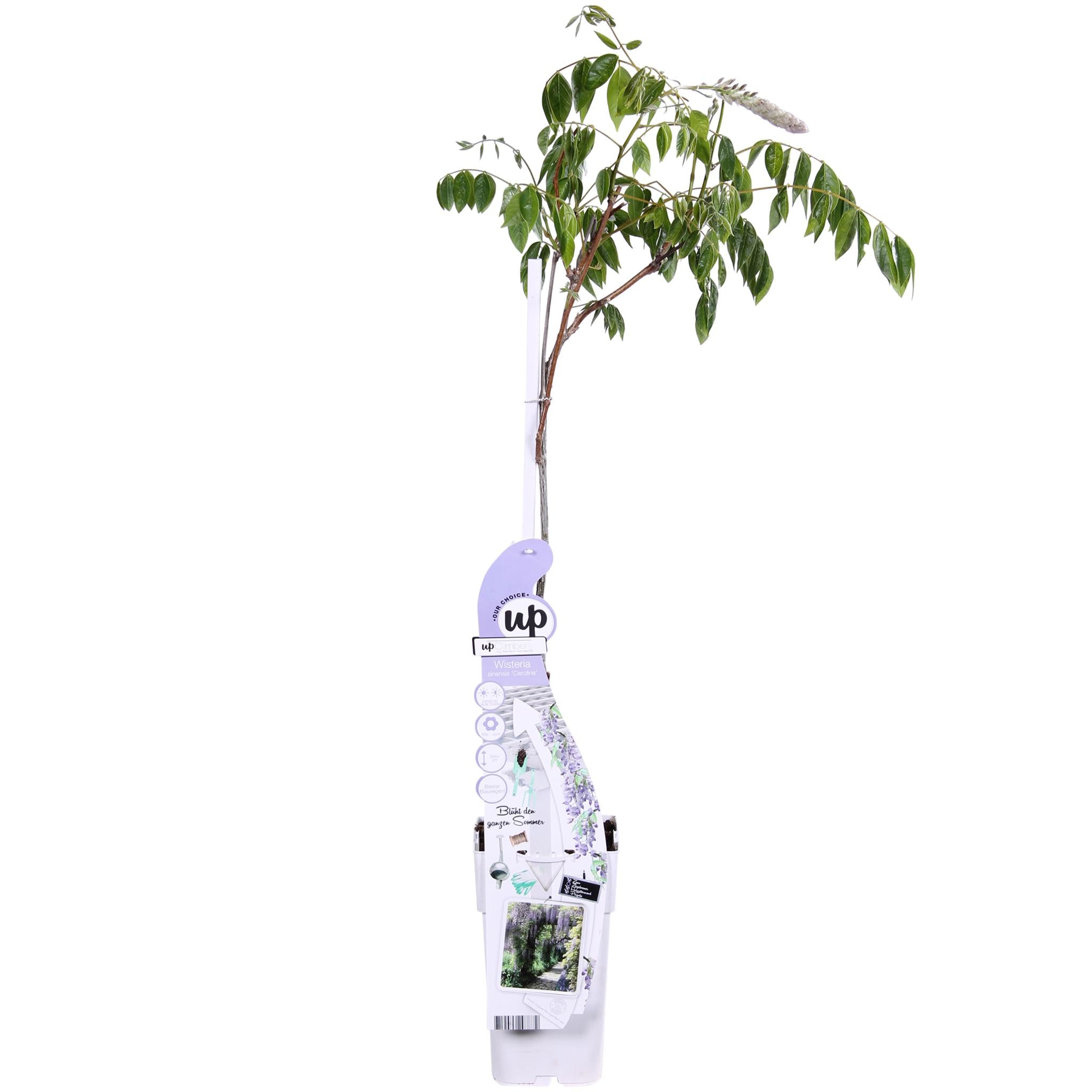 Blauweregen sinensis Caroline - Paarse Regen