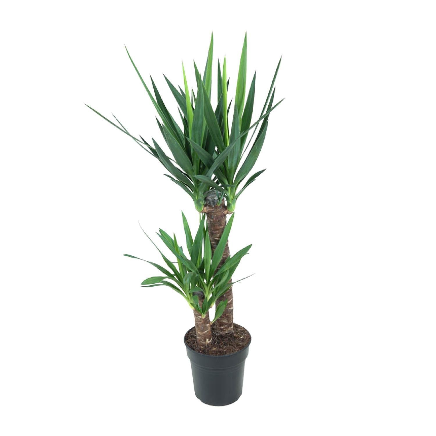 Yucca Olifantspoot - Ø21cm - ↕100cm