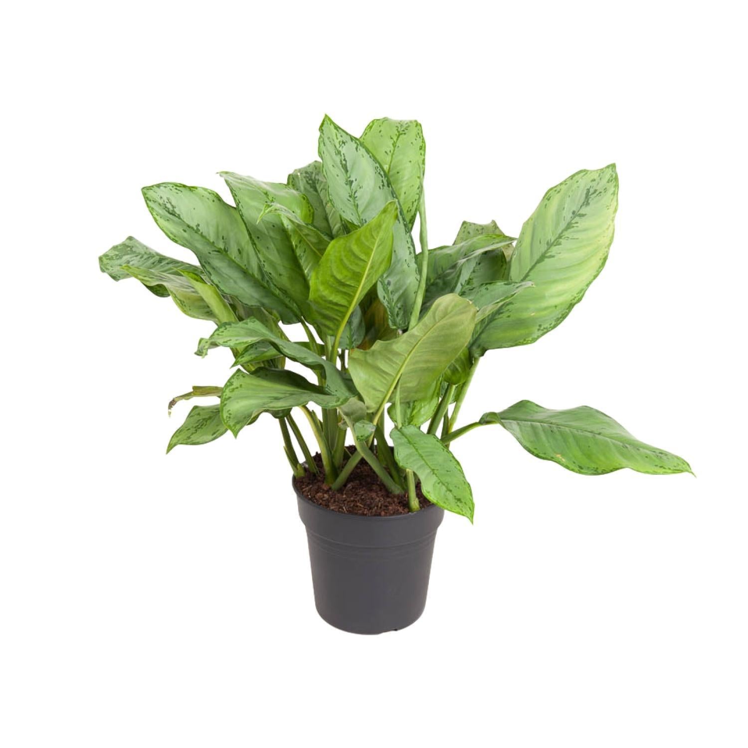 Aglaonema BJ, Freedman - Ø24cm - ↕70cm