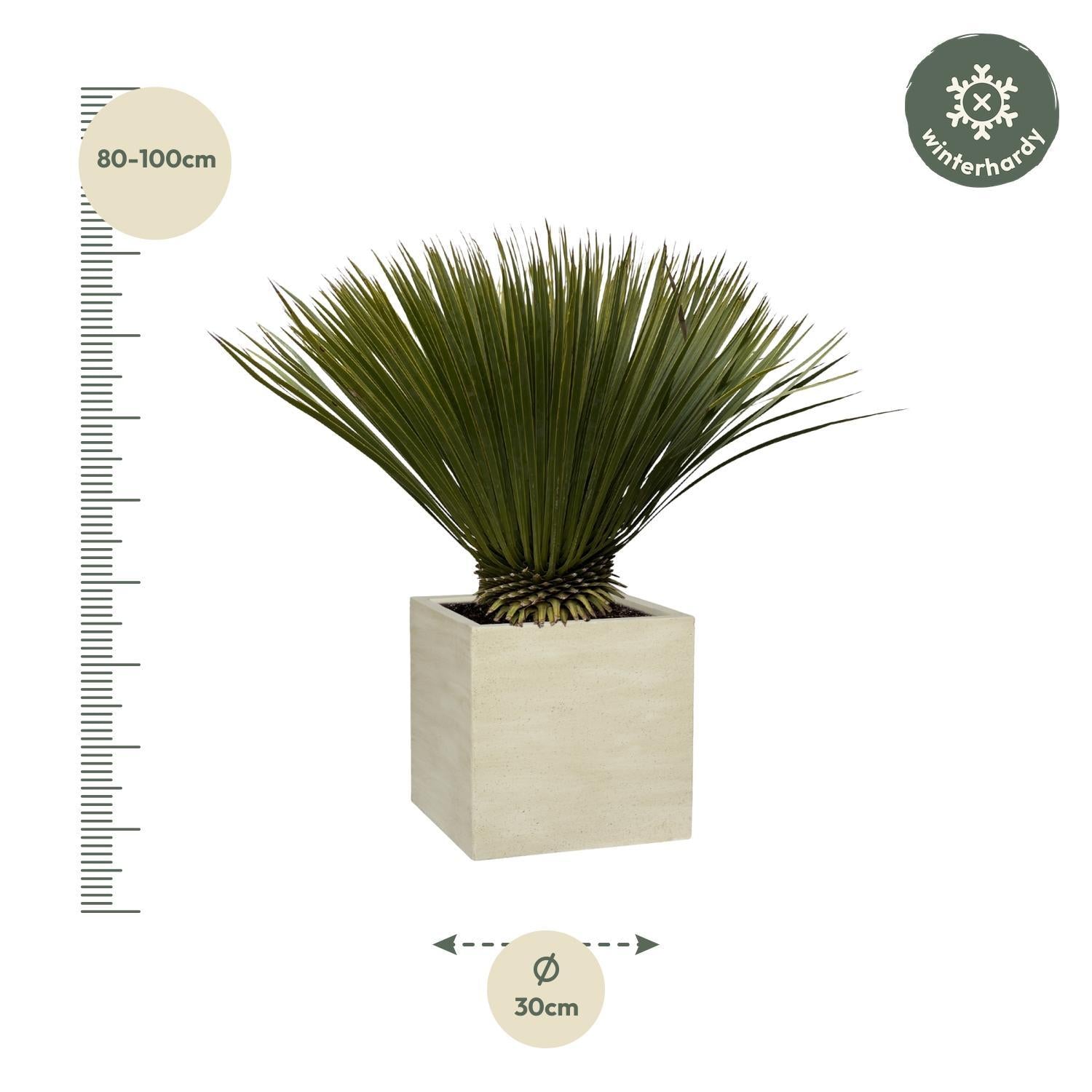 Yucca Rostrata - 80cm - Ø27