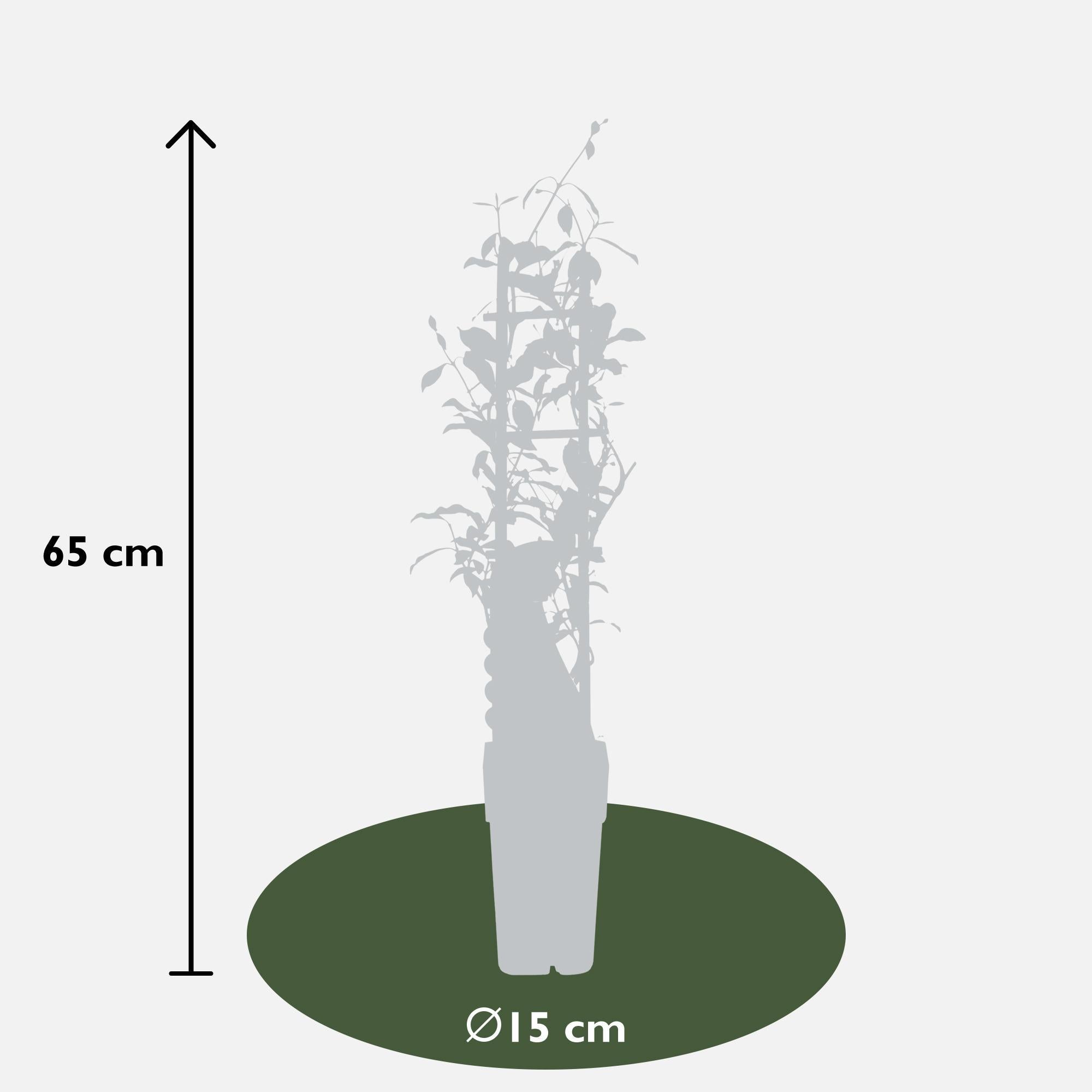 3x - Trachelospermummix - ?65cm - Ø15