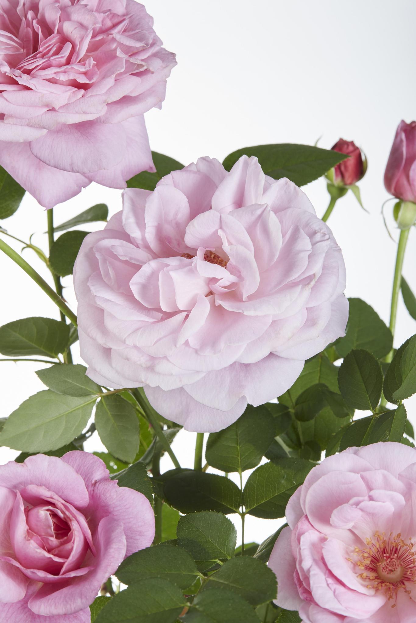 Rosa Crazy in love 'Pink' - Roze Roos
