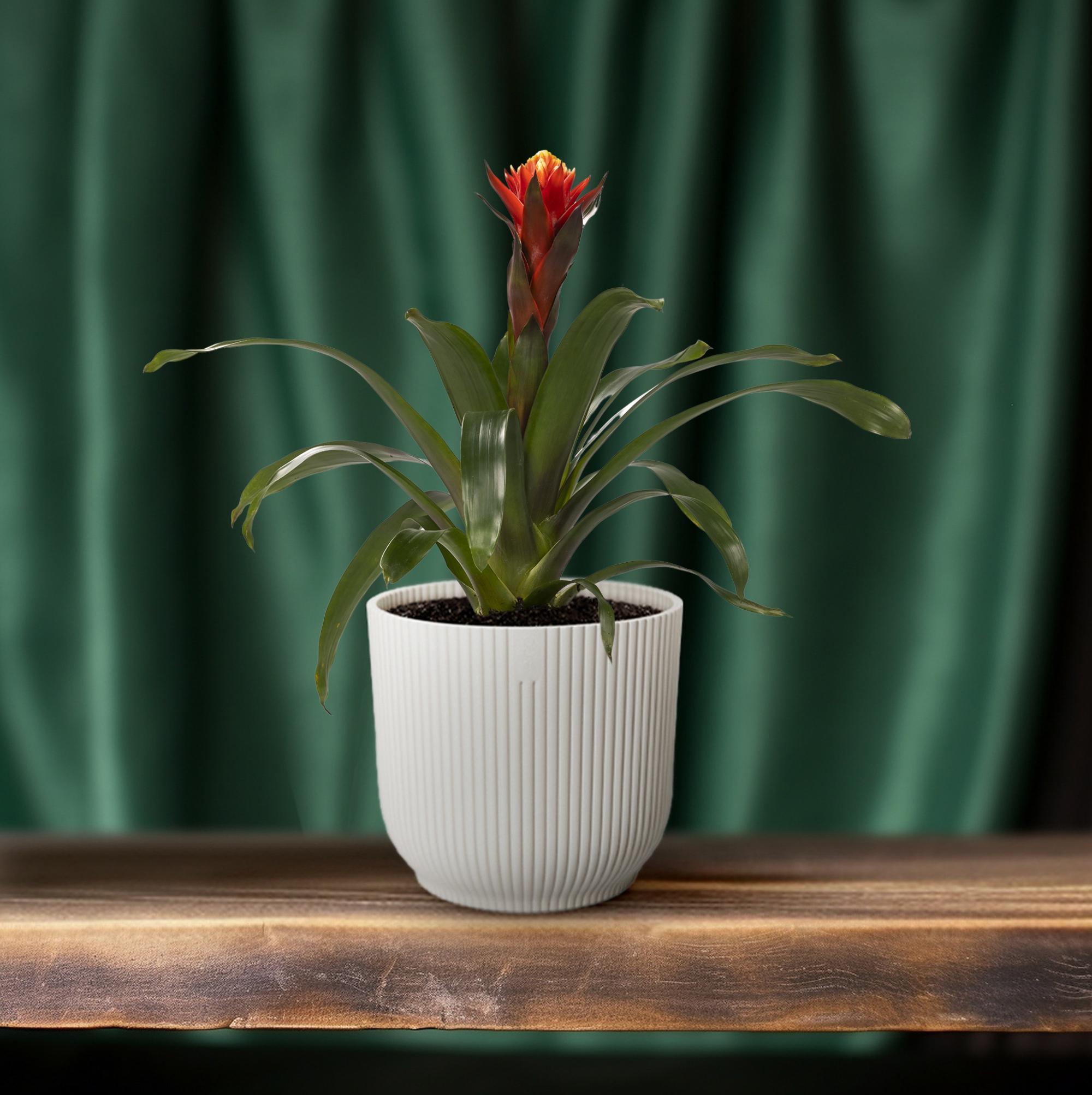 Guzmania Geluk - Ø12 ↕45