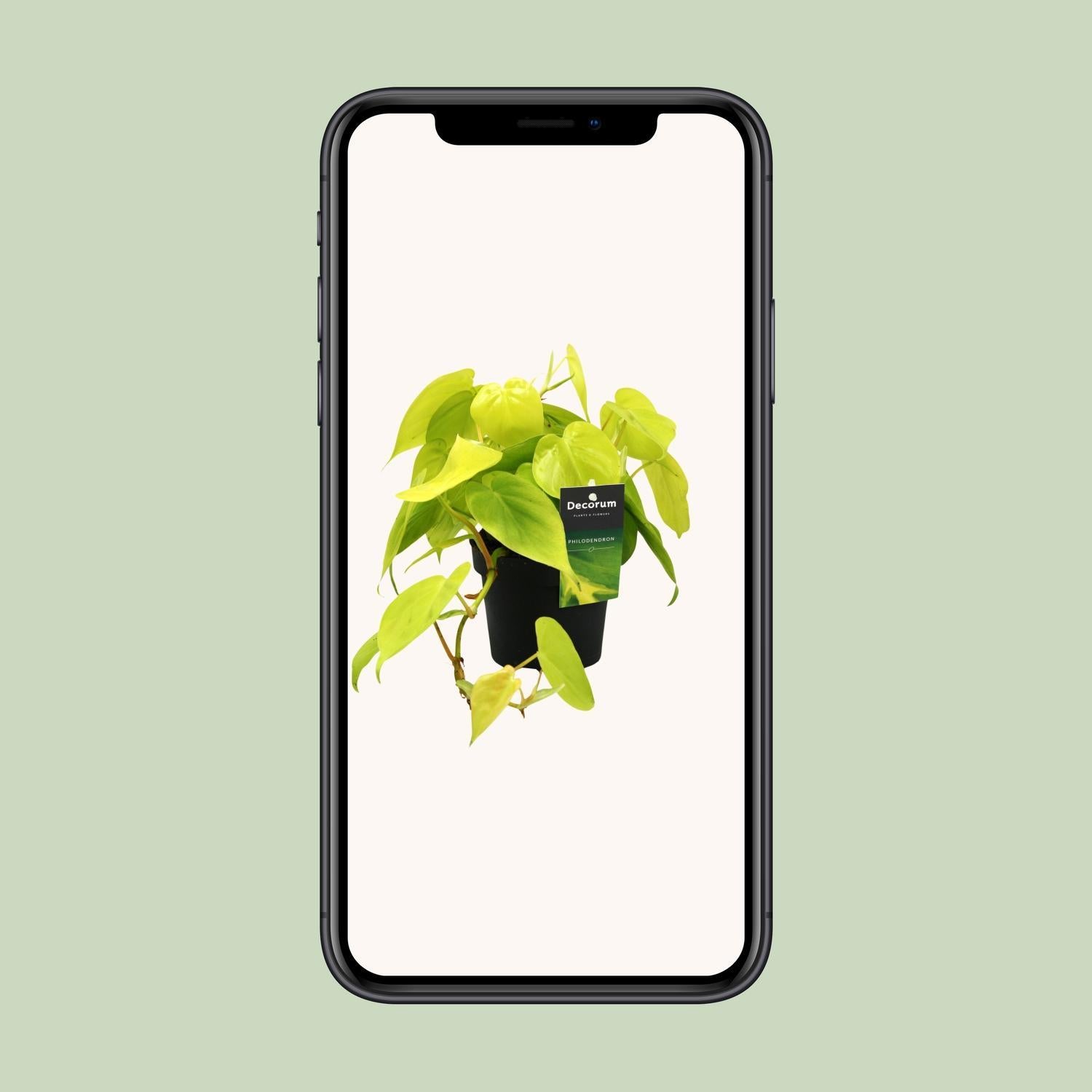 Philodendron Limoen - Ø12cm - ↕20cm