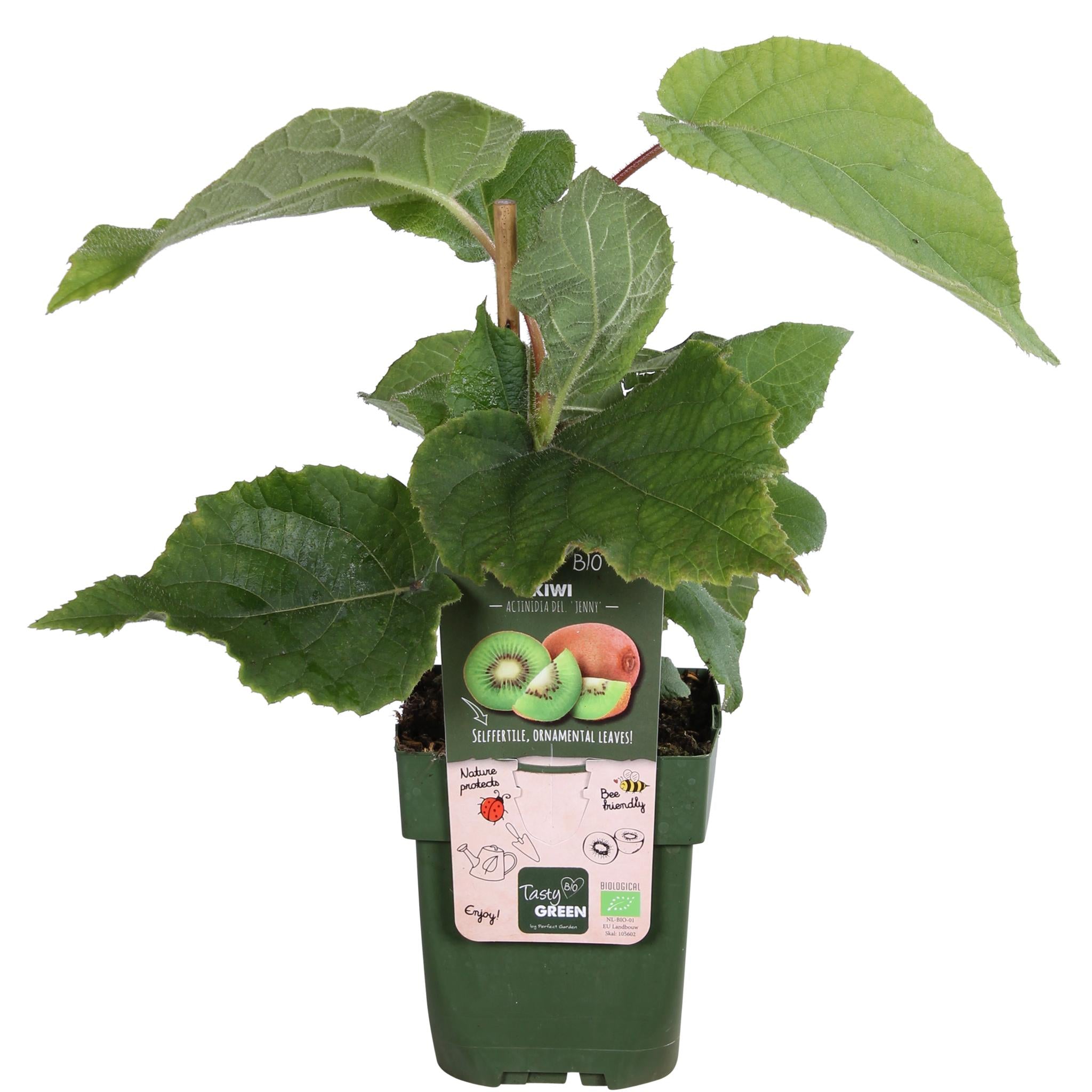Actinidia delciosioa 'Jenny' - Kiwi