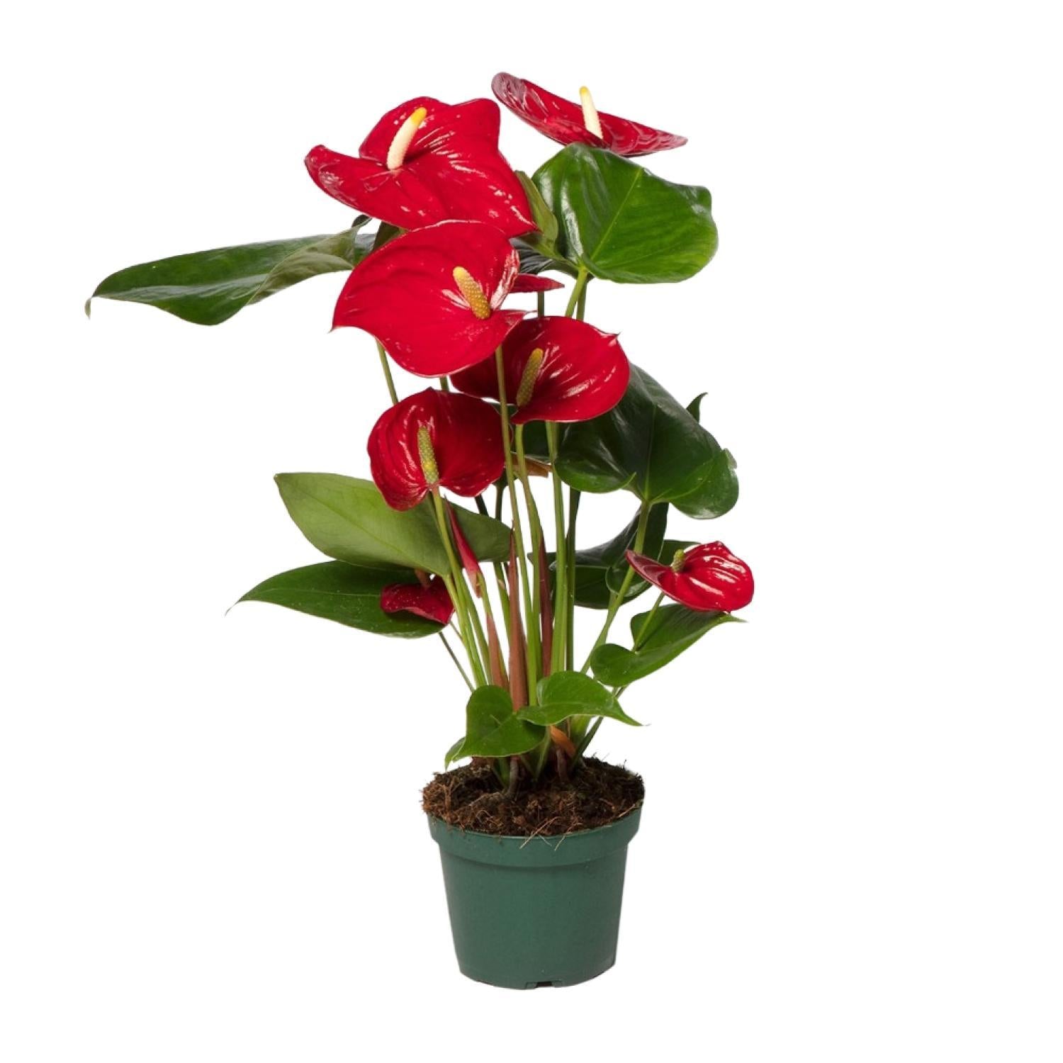 Anthurium Nevada - Ø12 -?40cm