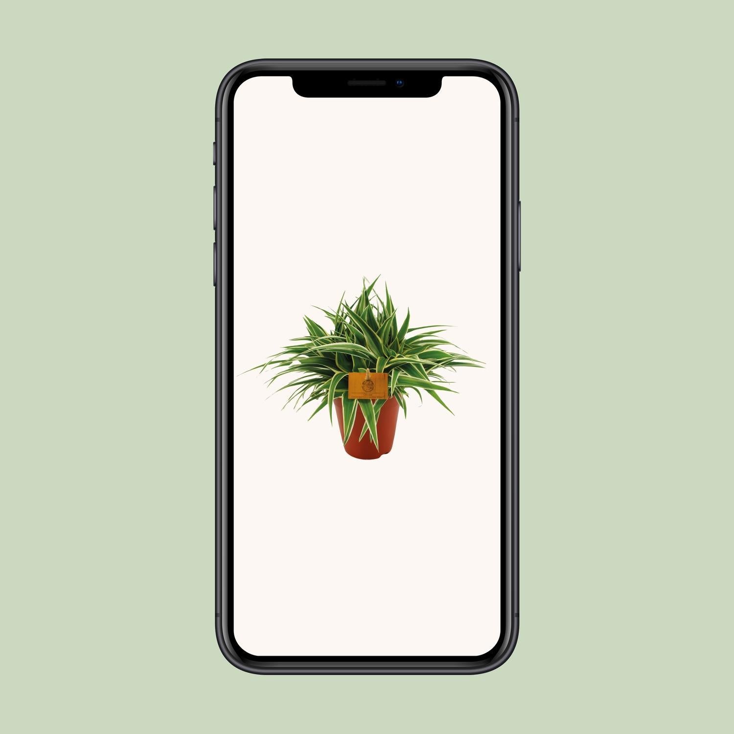 Chlorophytum Oceaan - Ø15cm - ↕25cm