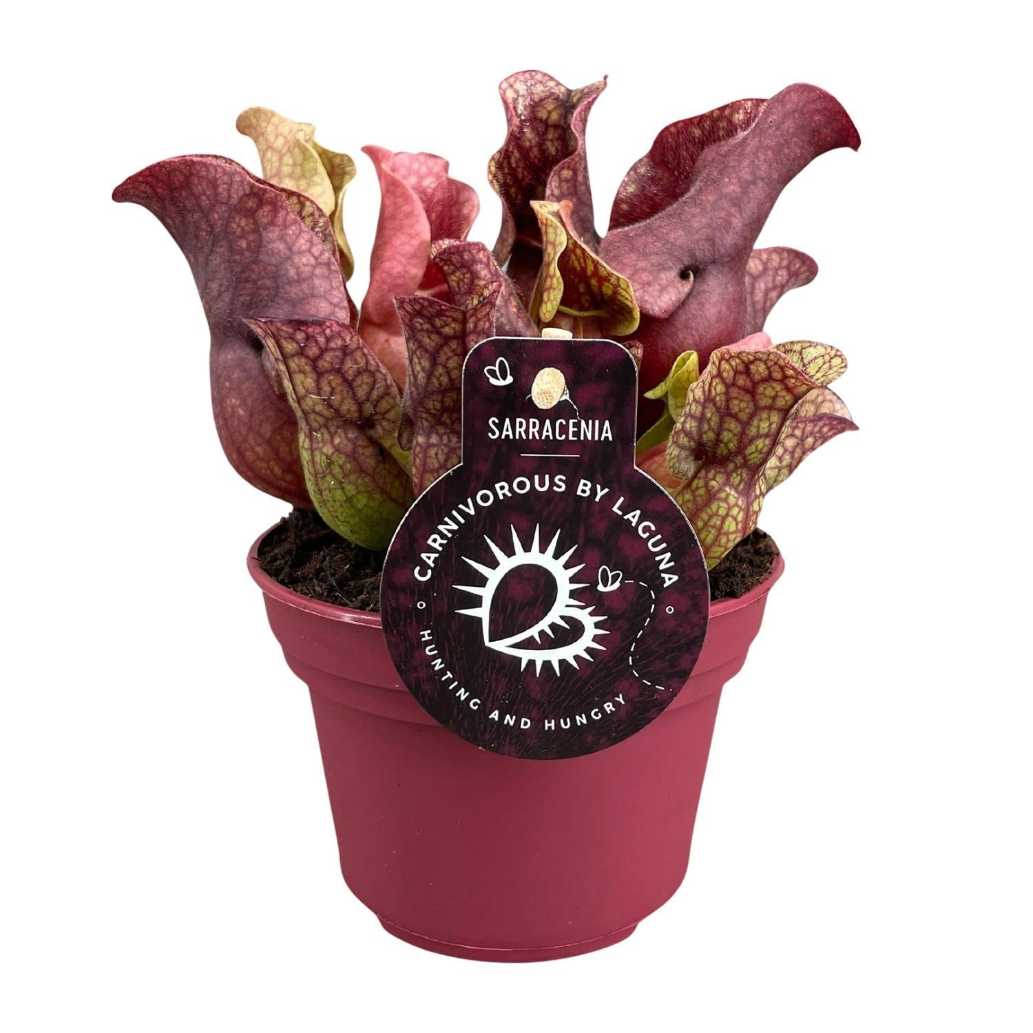 Sarracenia - Ø12cm - ↕20cm