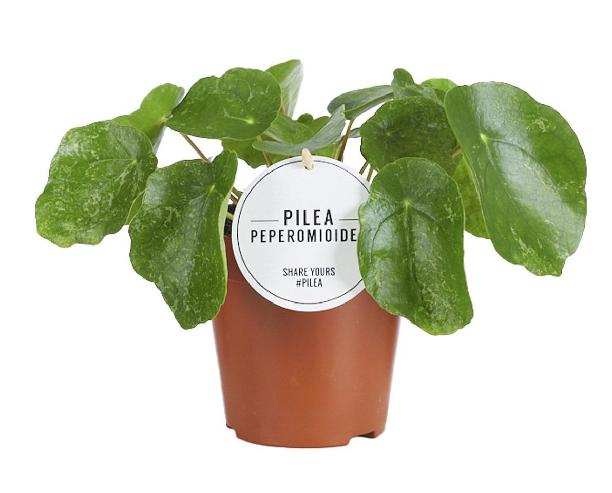 Pilea Sugar - Ø13cm - ↕20cm