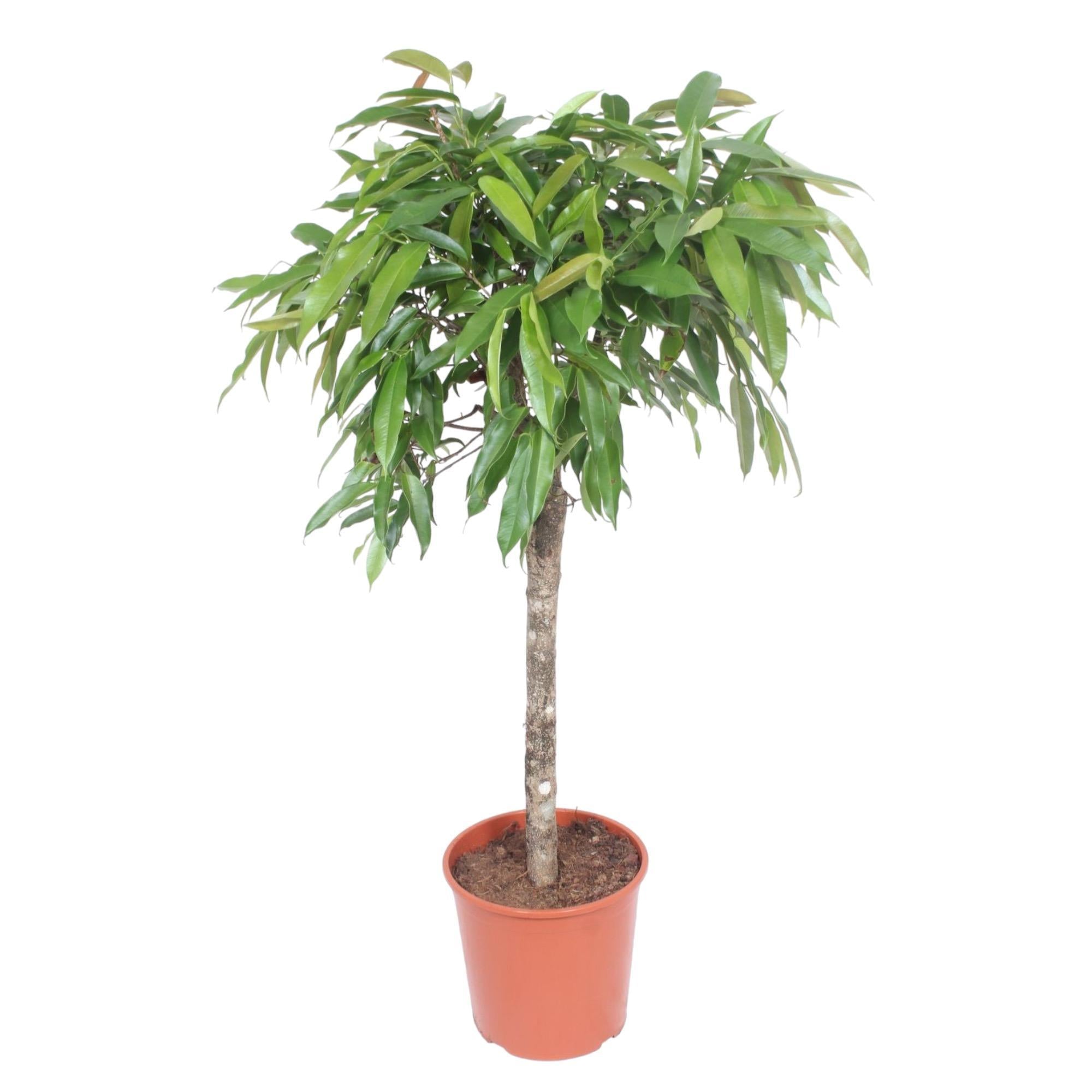 Ficus Amstel Koning - 140 cm - ø30
