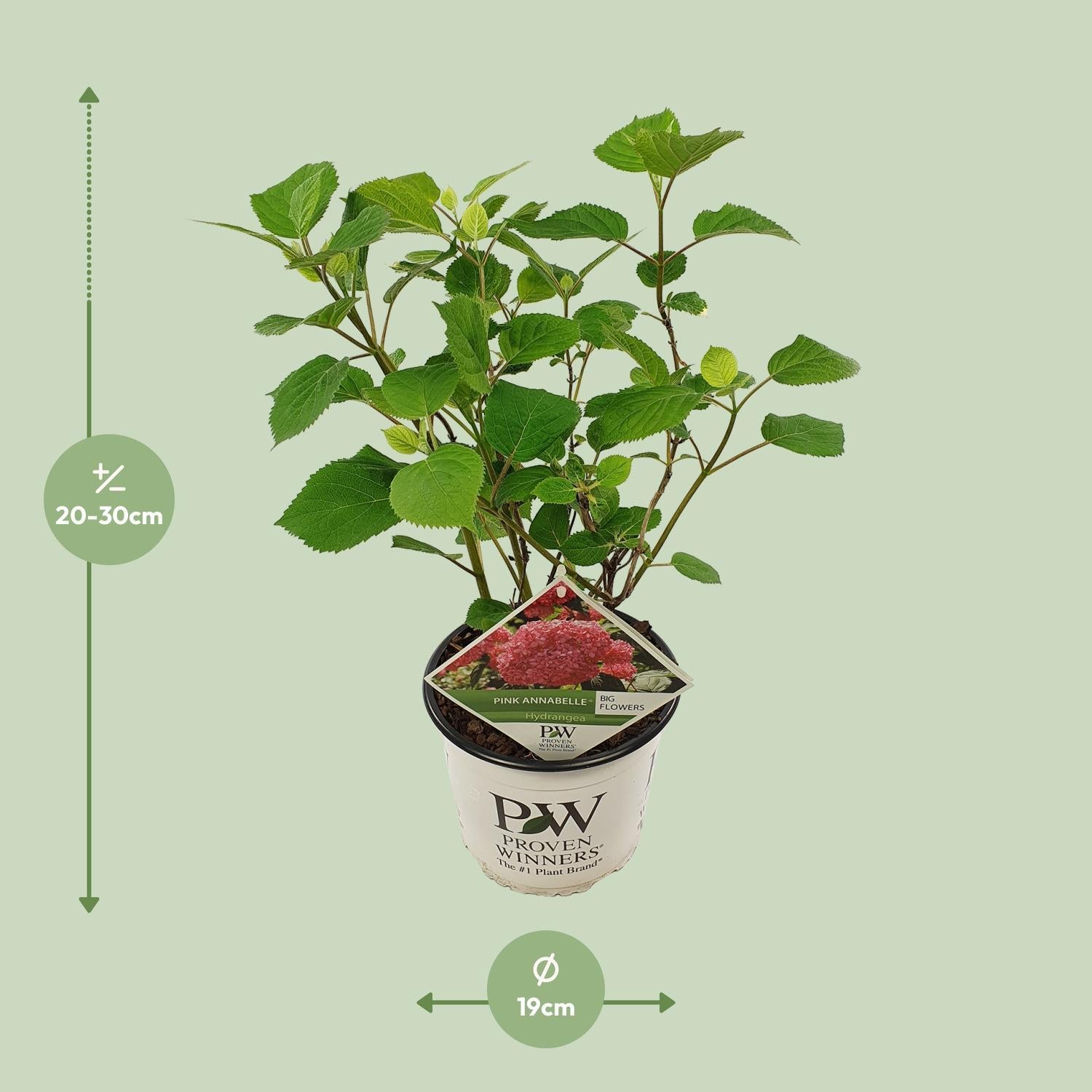 Hortensia arbo. 'Pink Annabelle'® - ?30cm - Ø19cm