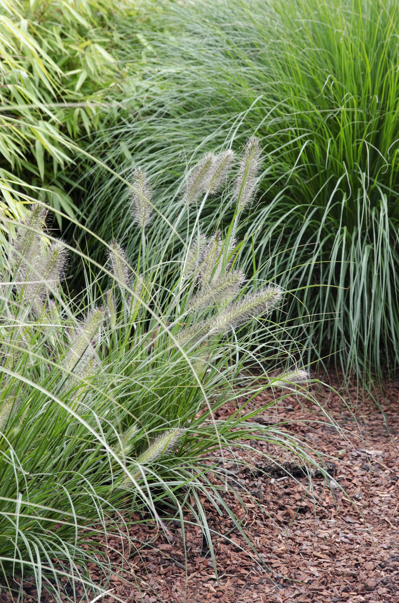 Pennisetum alopecuroides 'Hameln' - Ø14 -?30cm