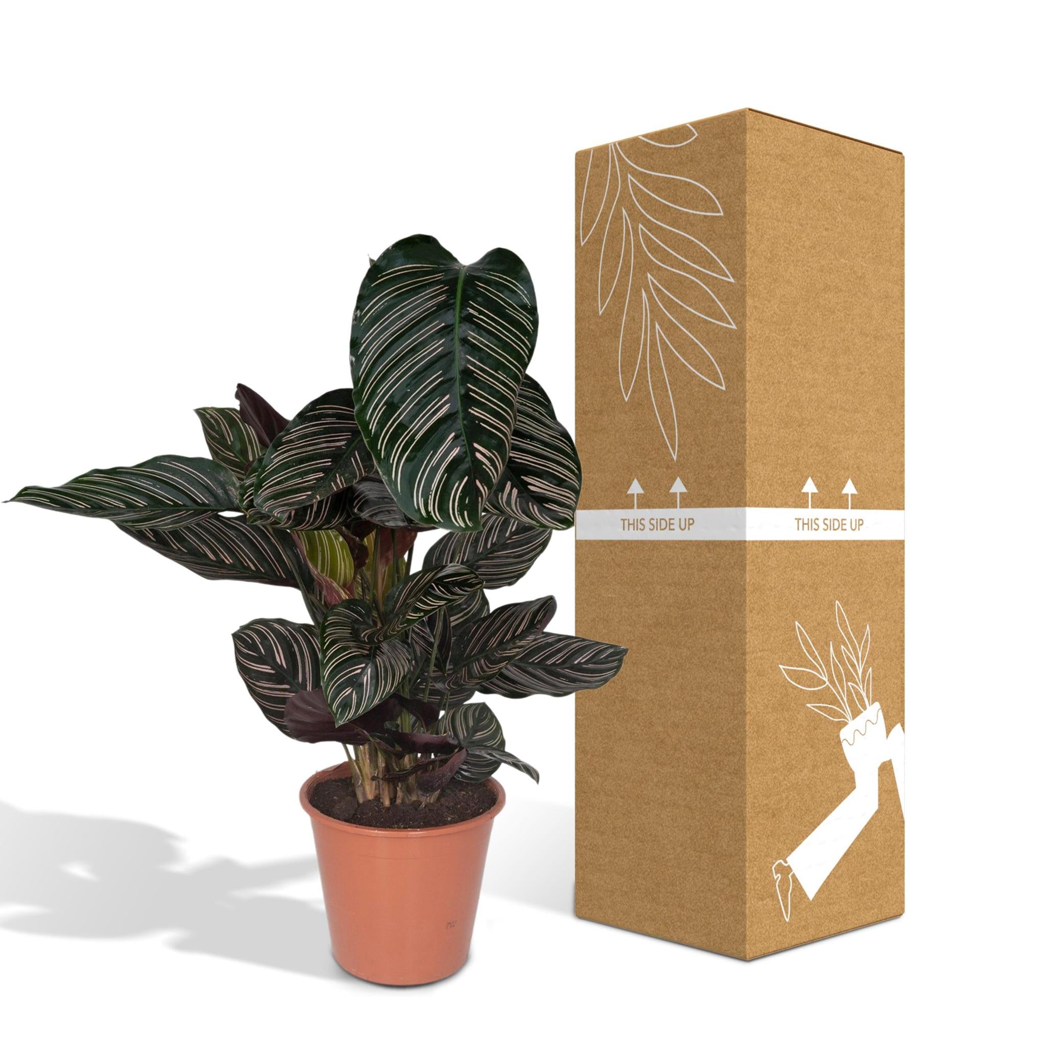 Calathea Ornata - Ø19 - ?75cm
