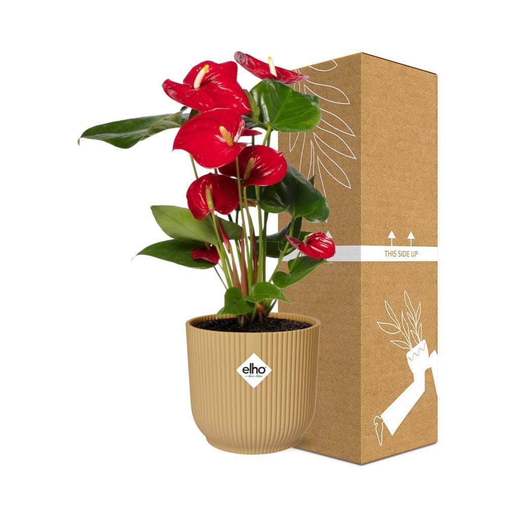 Anthurium Rot 12cm in ELHO Vibes Fold 14cm gelb