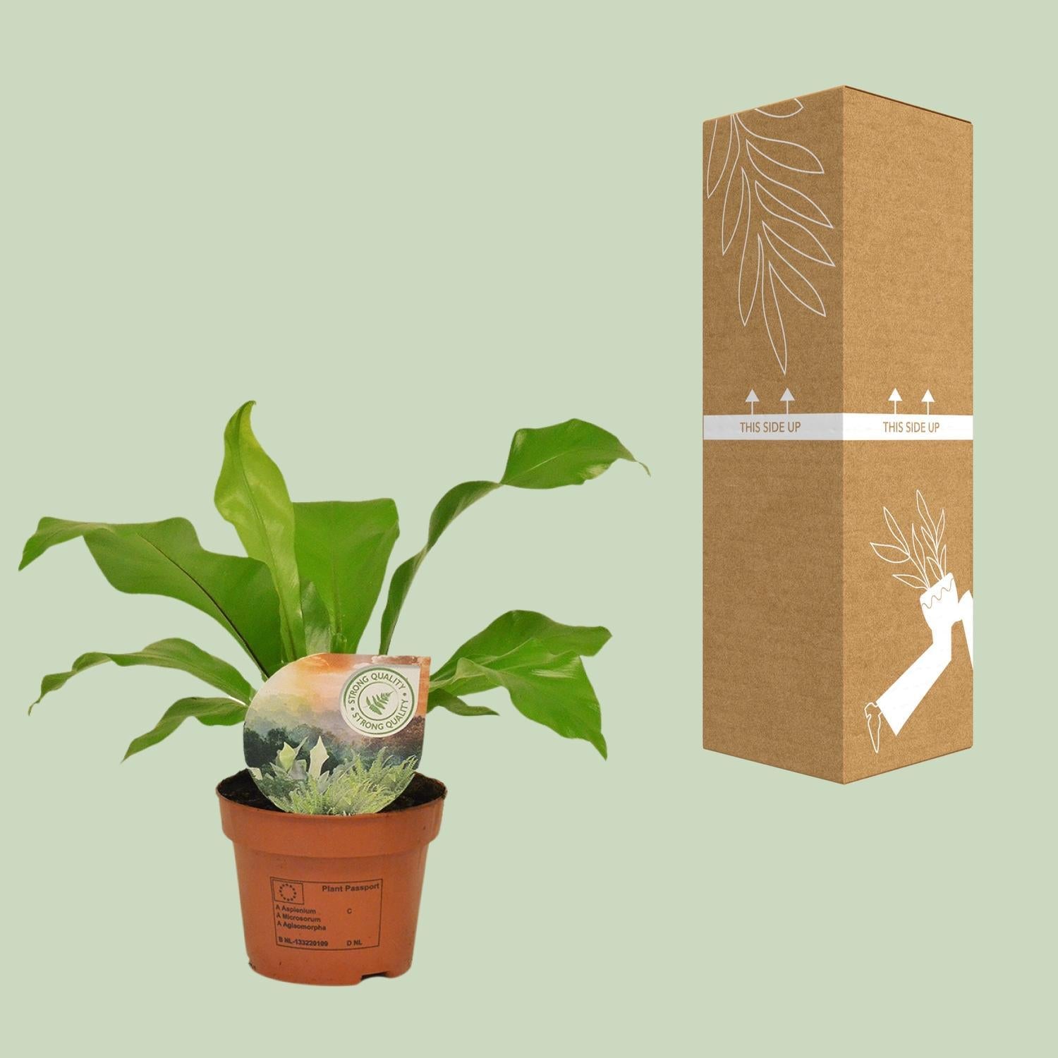 Asplenium Nidus - Ø12cm - ↕35cm