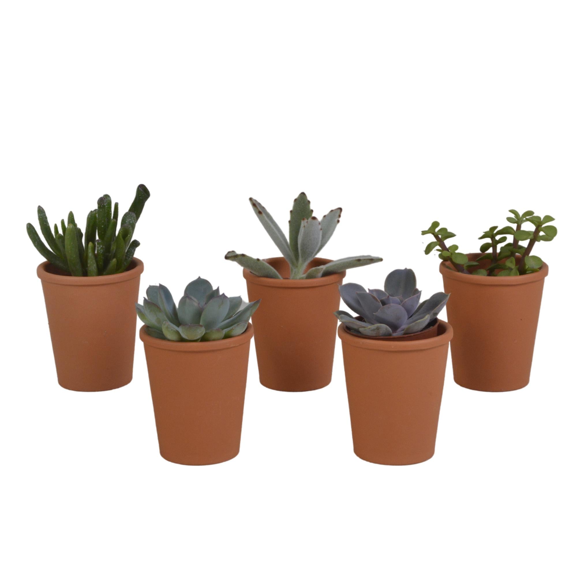 Vetplanten mix 5.5 cm - 5x - in terracotta pot