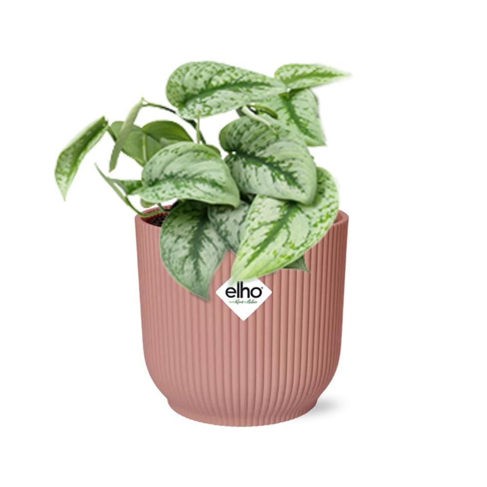Scindapsus Pictus 'Trebie' in ELHO Vibes Fold 14cm roze