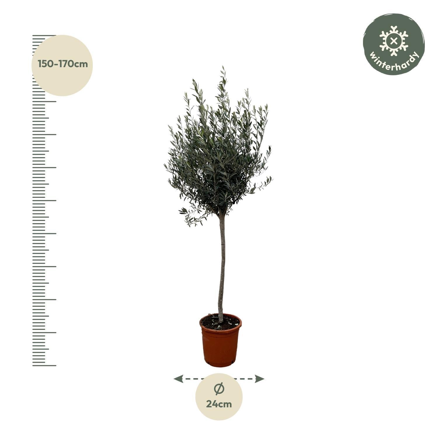 Olea Europaea op stam - 160cm- Ø24