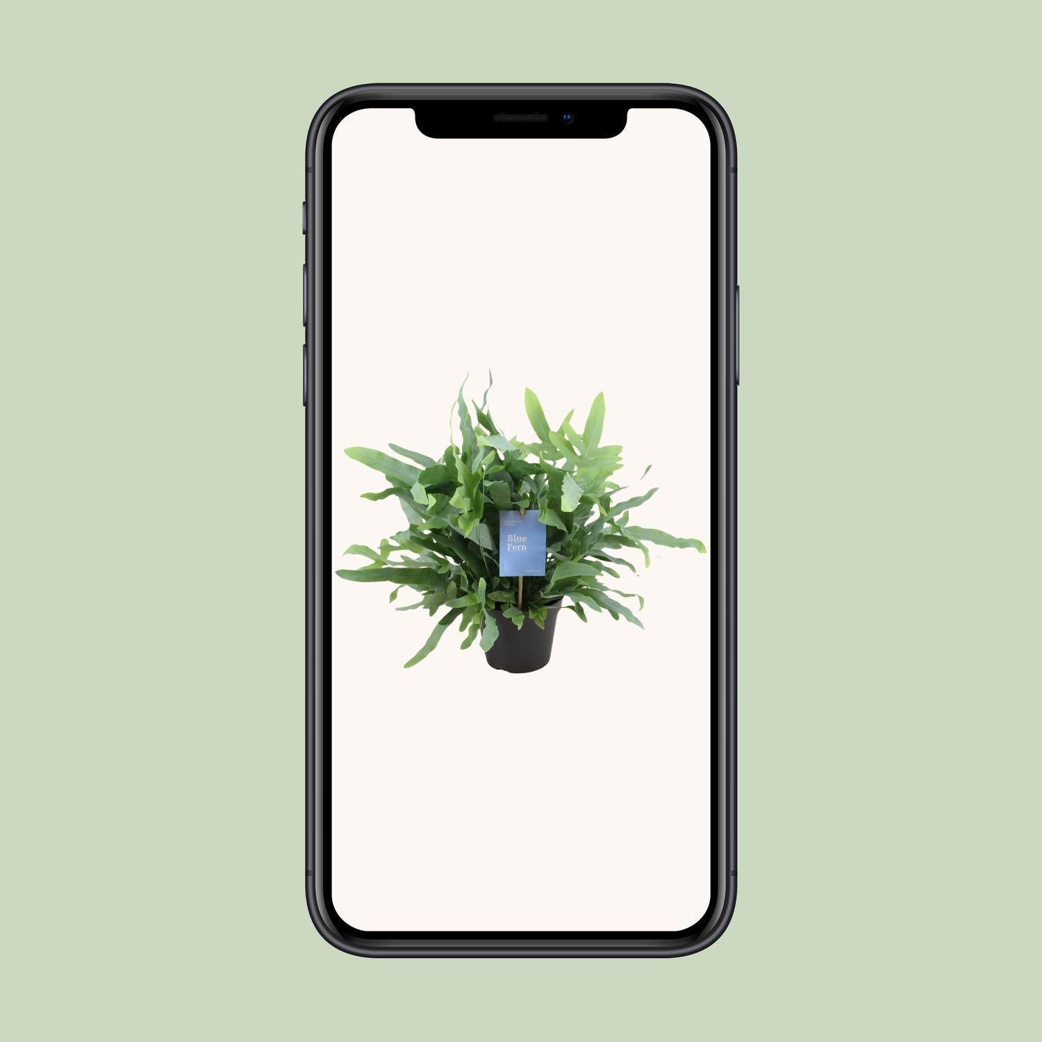 Phlebodium Blauwe Varen - Ø14cm - ↕40cm