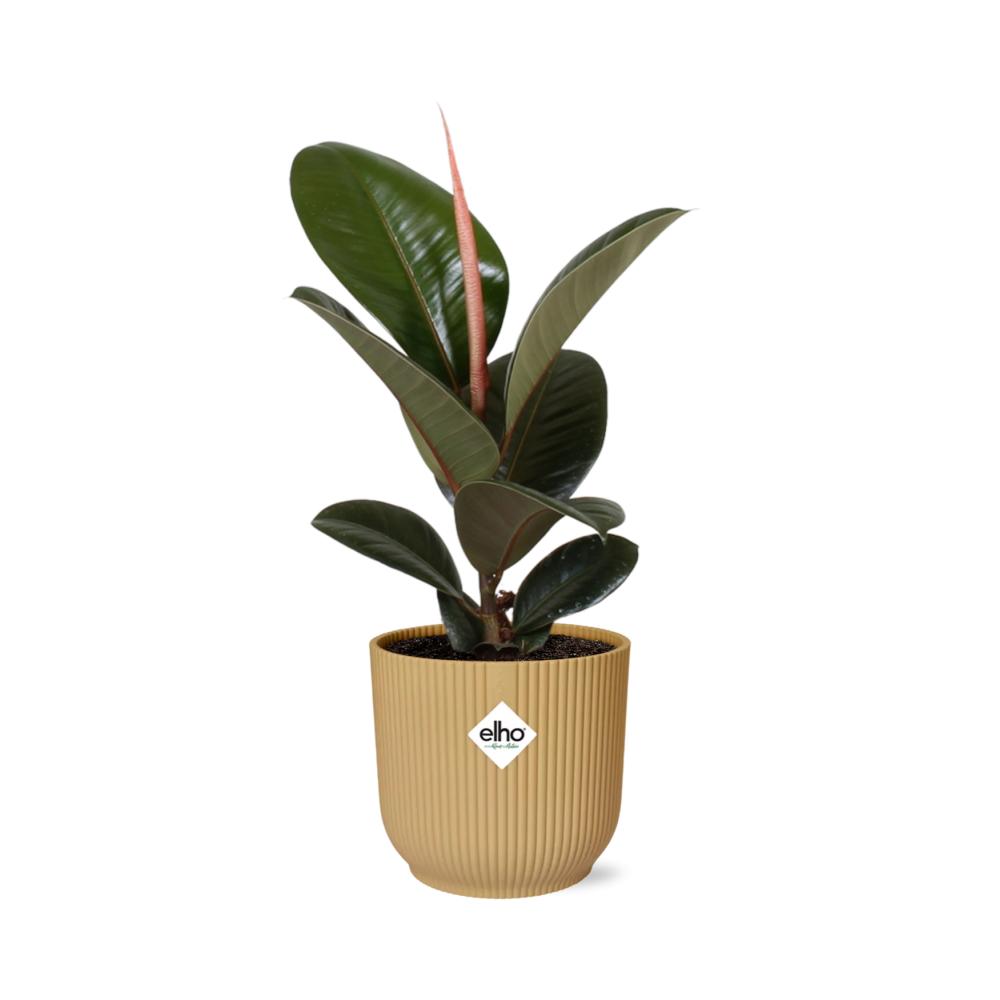 Ficus Elastica 'Robusta' in ELHO Vibes Fold 14cm geel