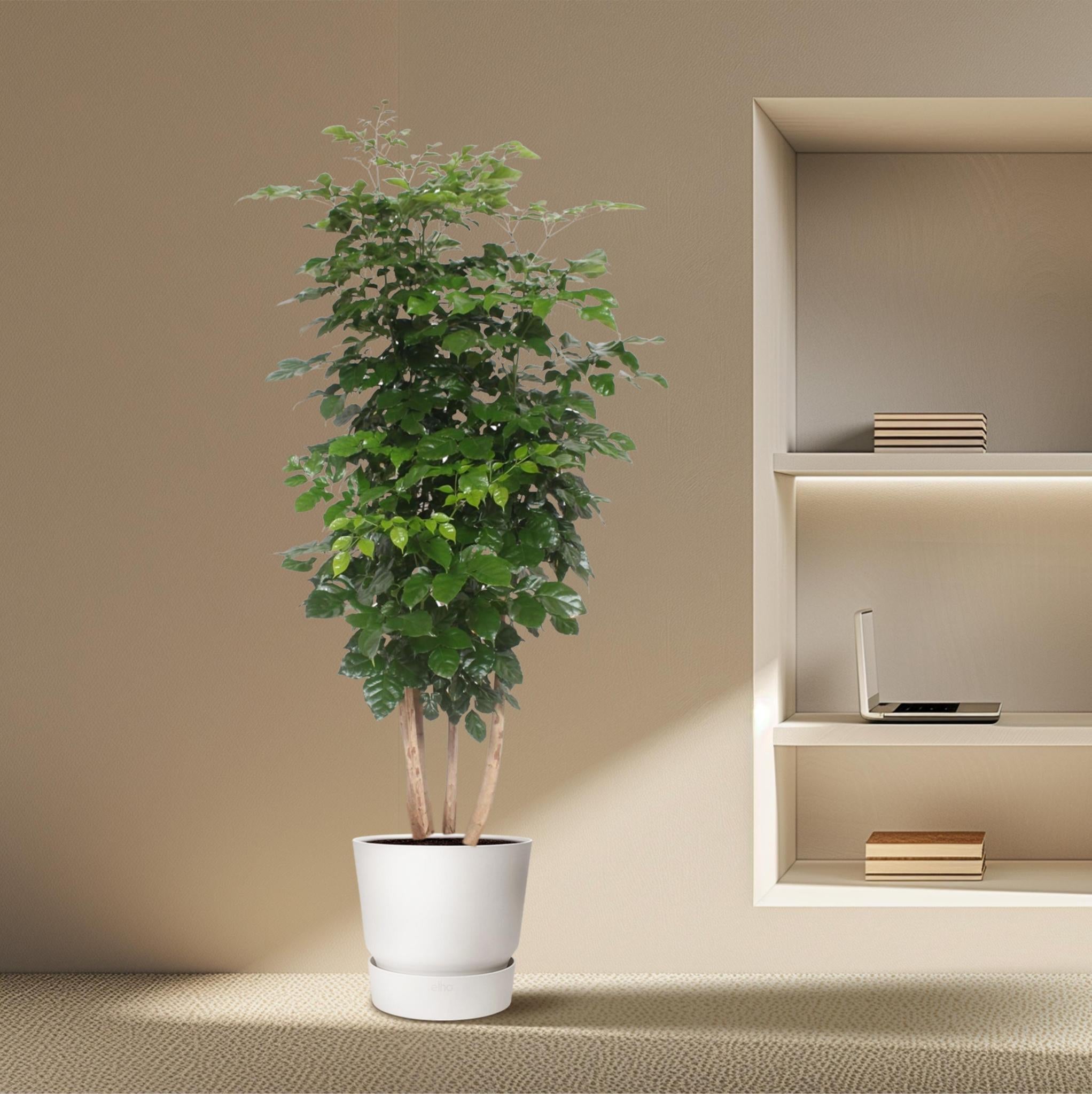 Radermachera Hainanensis - 220 cm - ø40