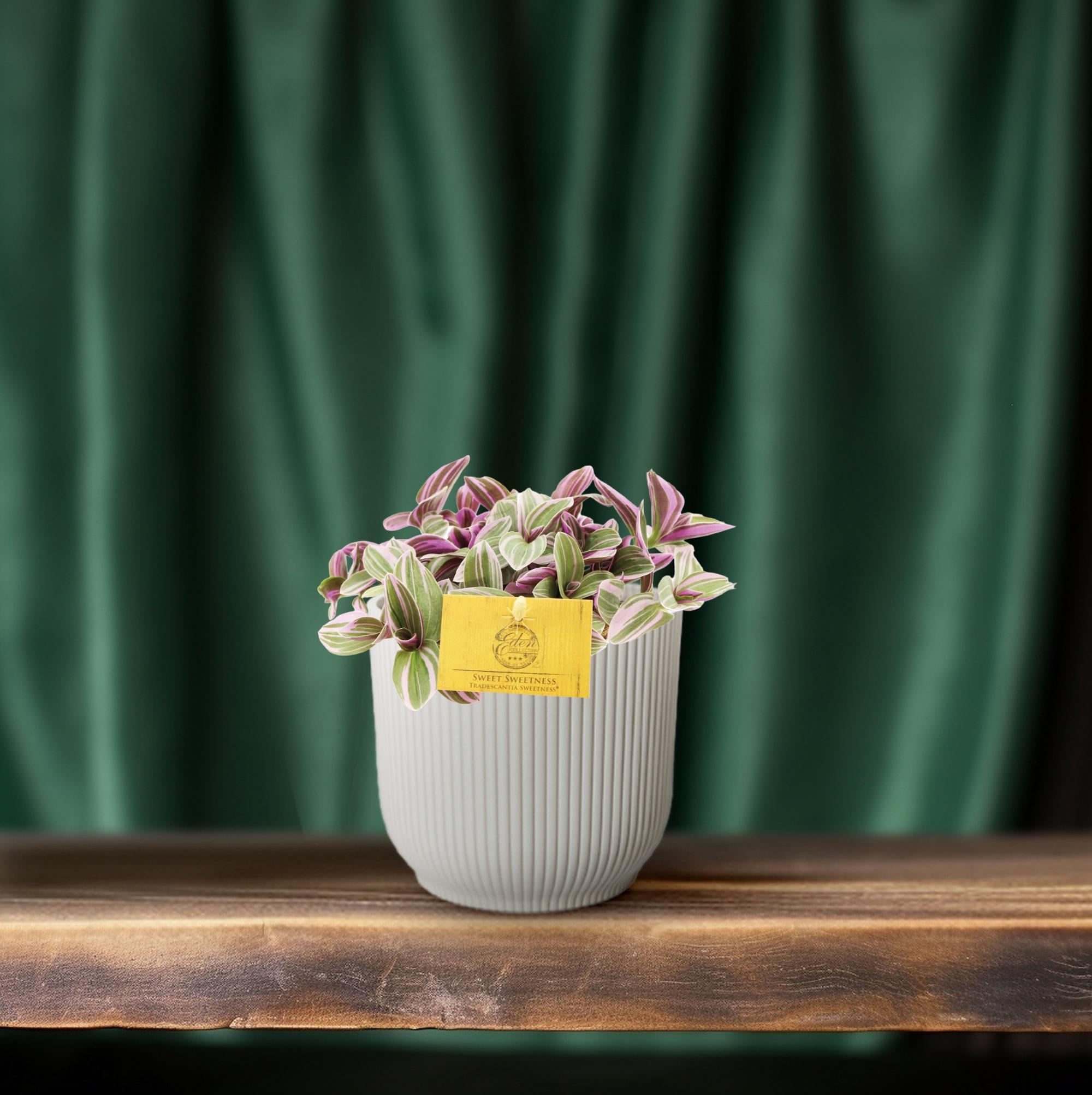 Tradescantia Zoetheid 10,5cm - Ø10,5cm - ↕cm