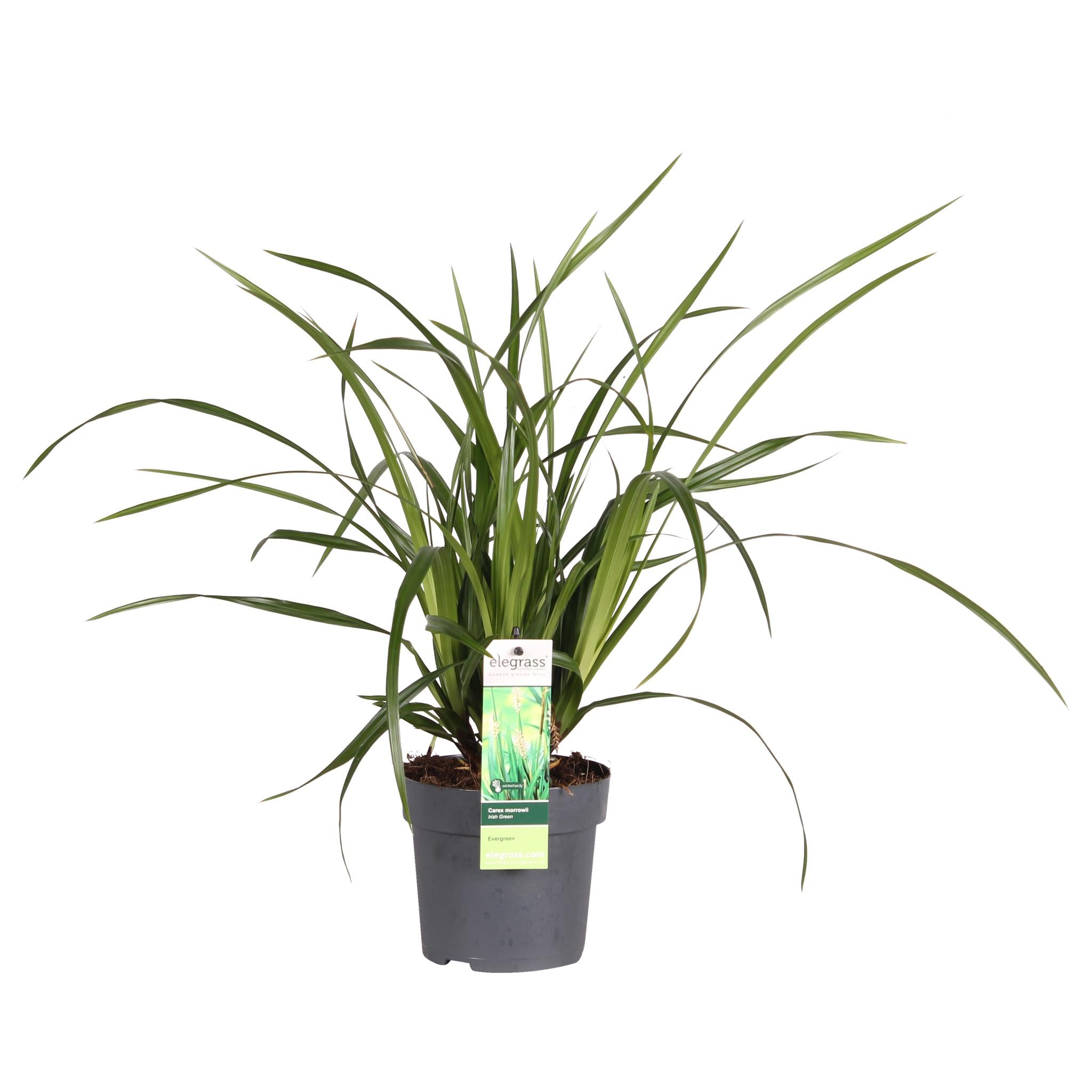 Carex morrowii Ierse Groen - Ø14 - ?30cm