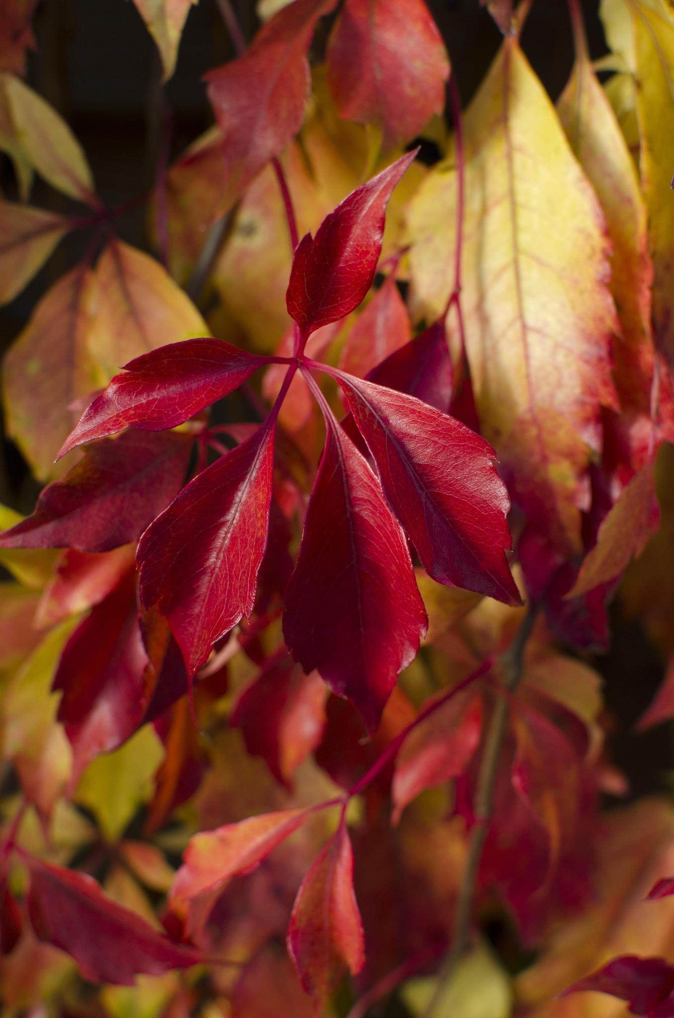 Parthenocissus henryana - Chinese Wilde Wingerd