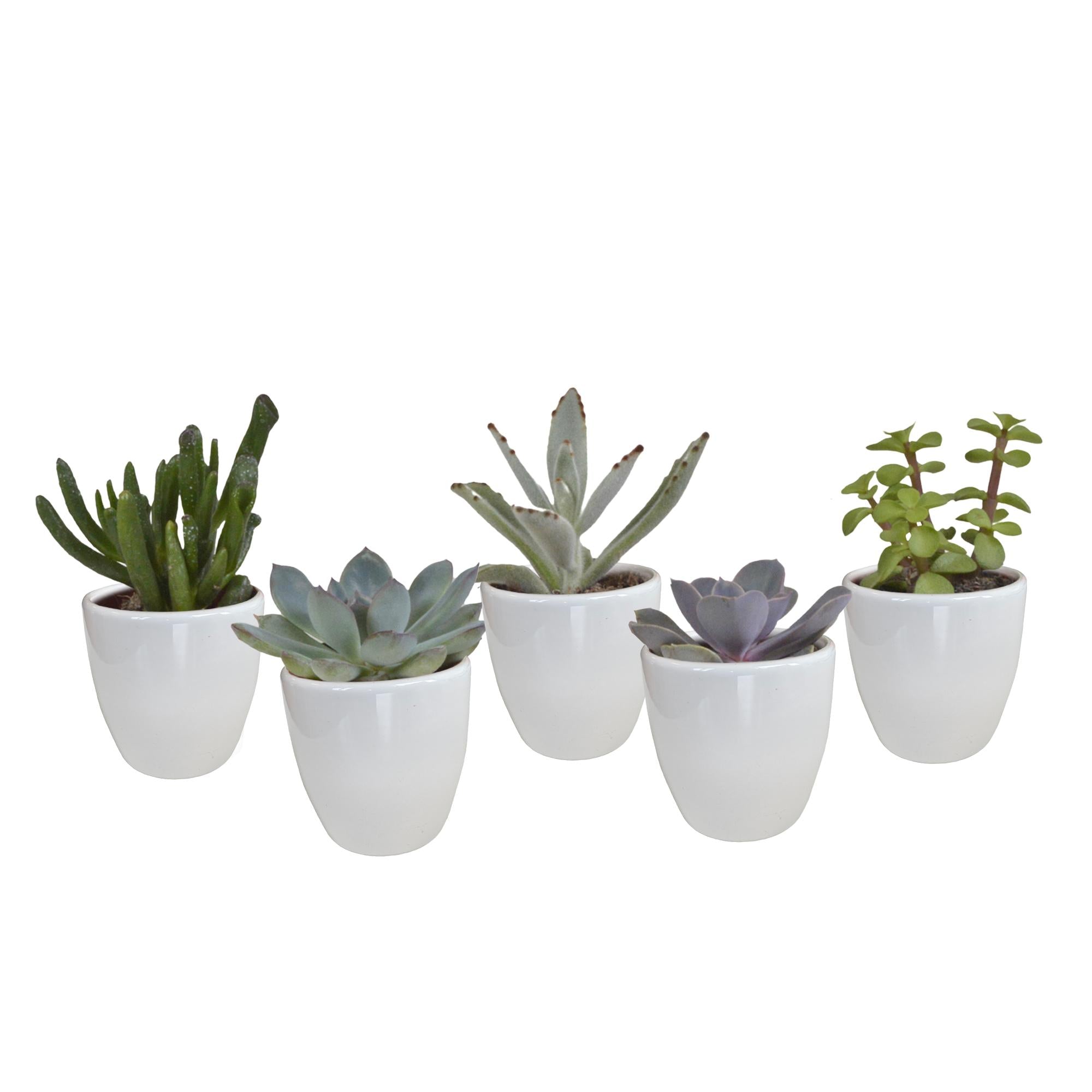 Vetplantenmix 5,5 cm - 5x - in witte pot