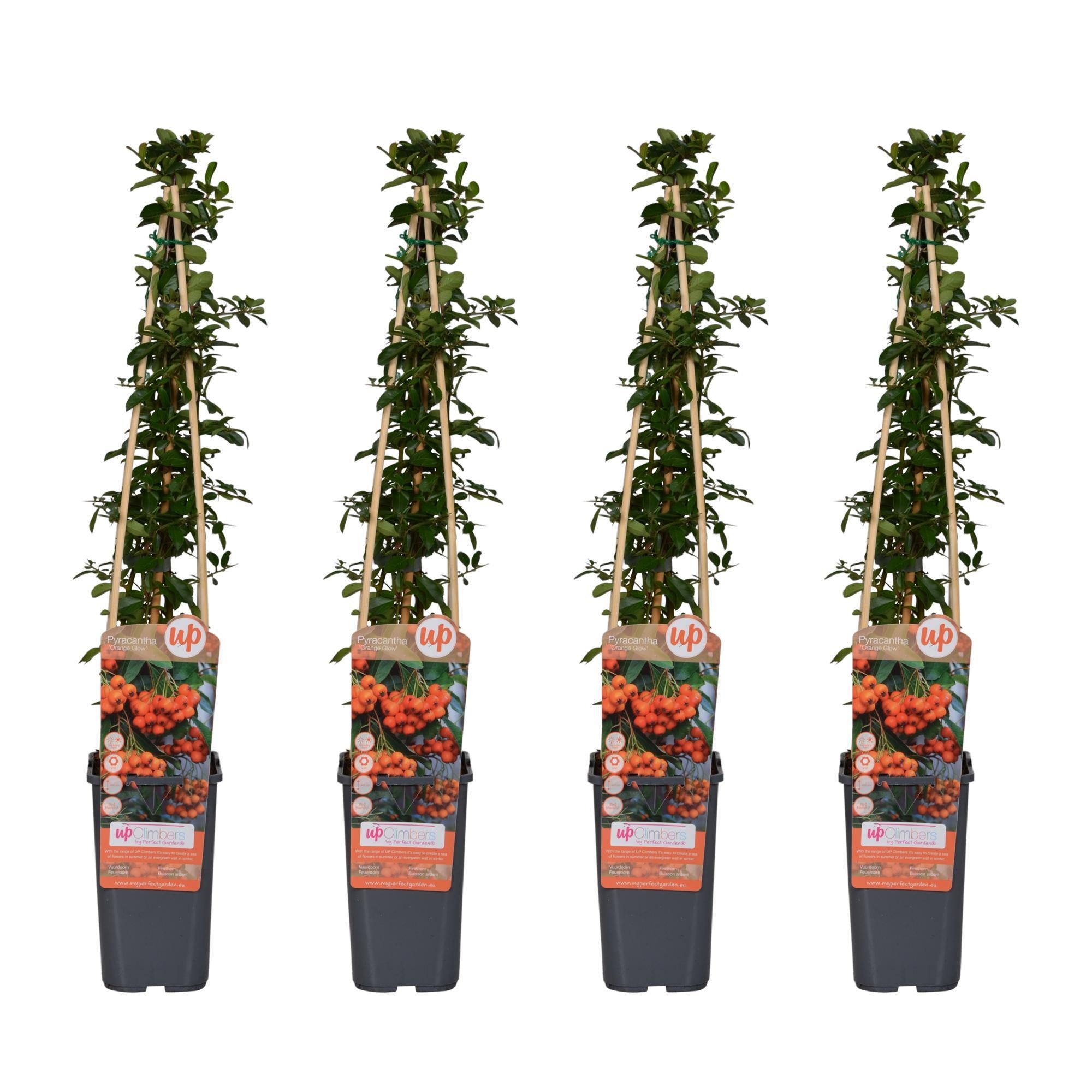 4x - Vuurdoorn 'Orange Glow' - ?65cm - Ø15