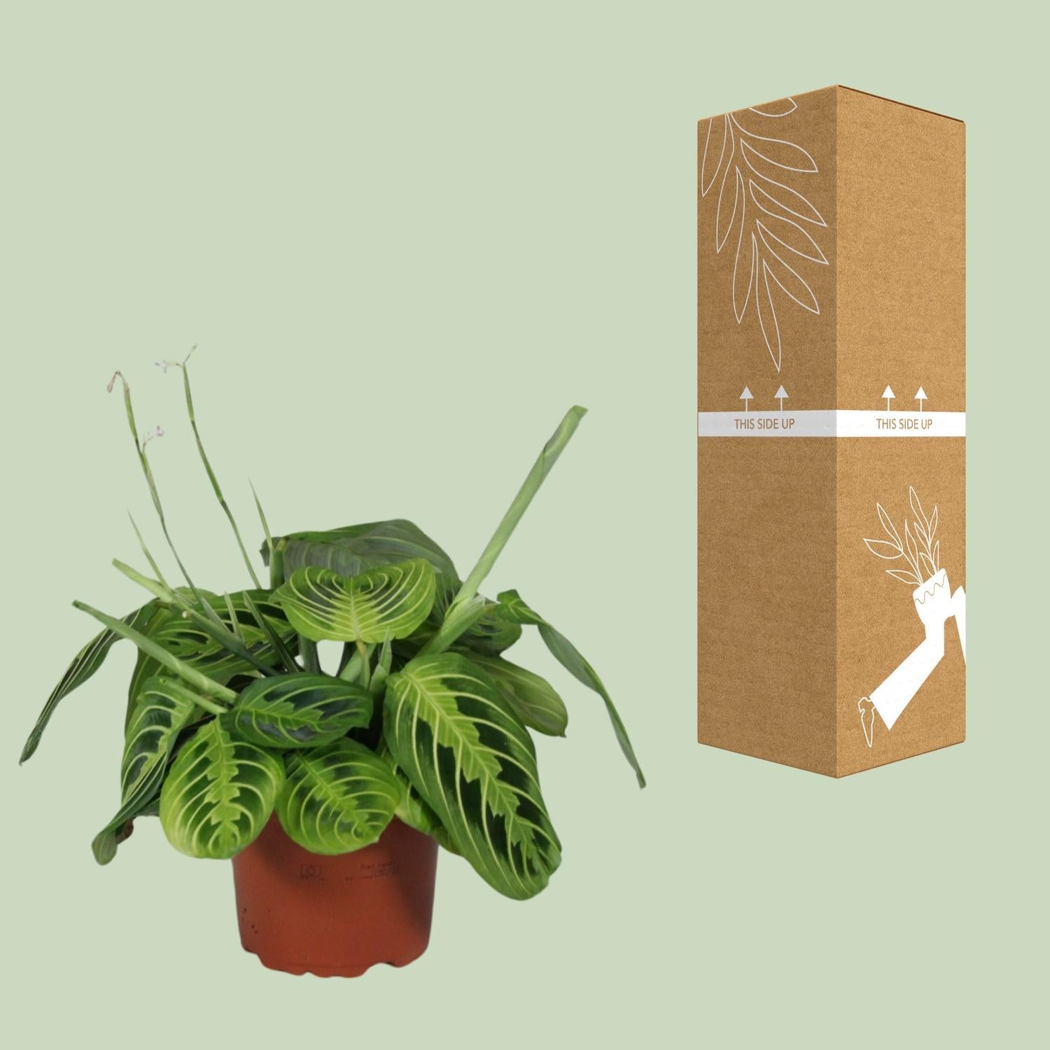 Maranta Leuconeura Fascinator Citroen Limoen - Ø12cm - ↕30cm