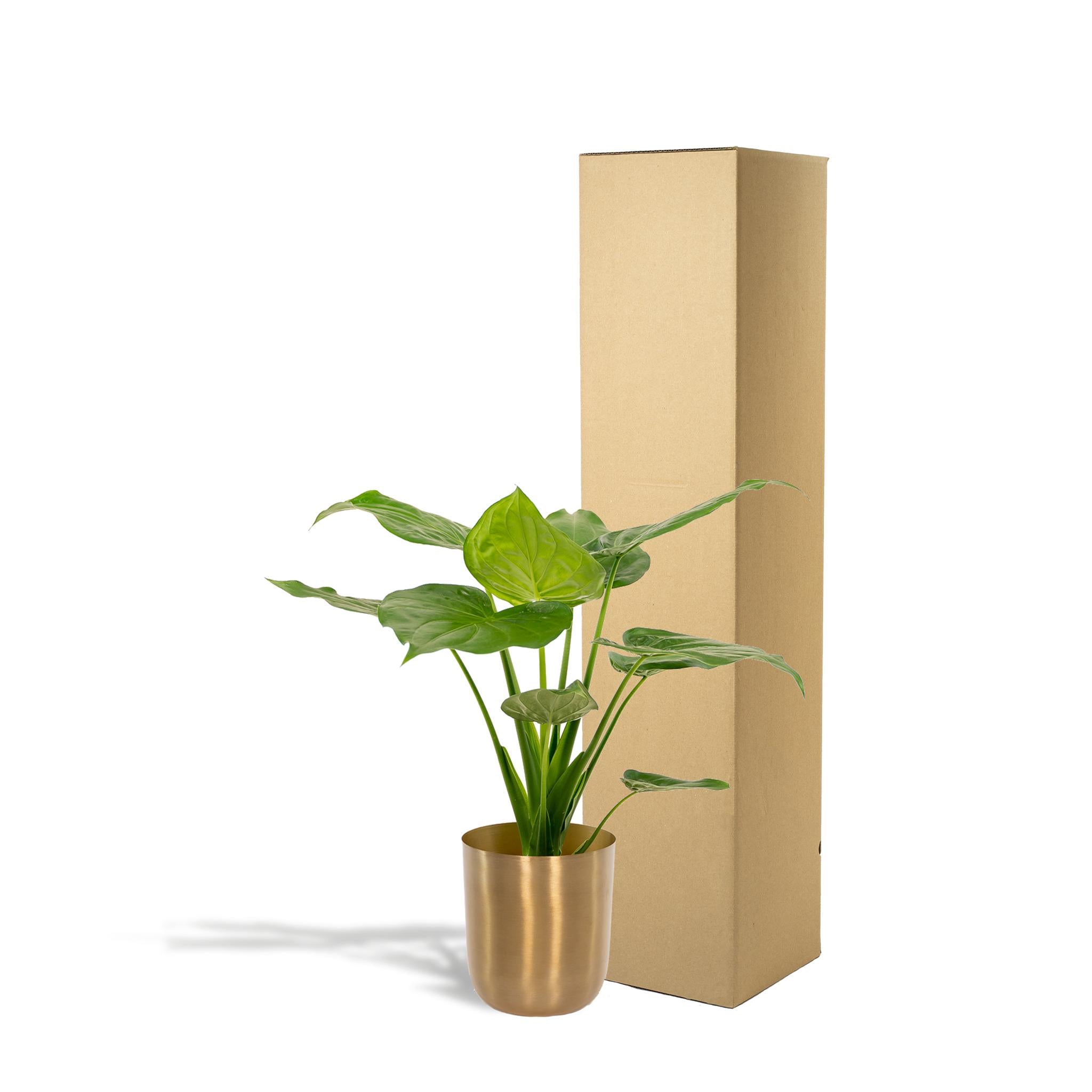 Alocasia Cucullata - Ø19cm - ↕65cm + Pot Mayk Goud