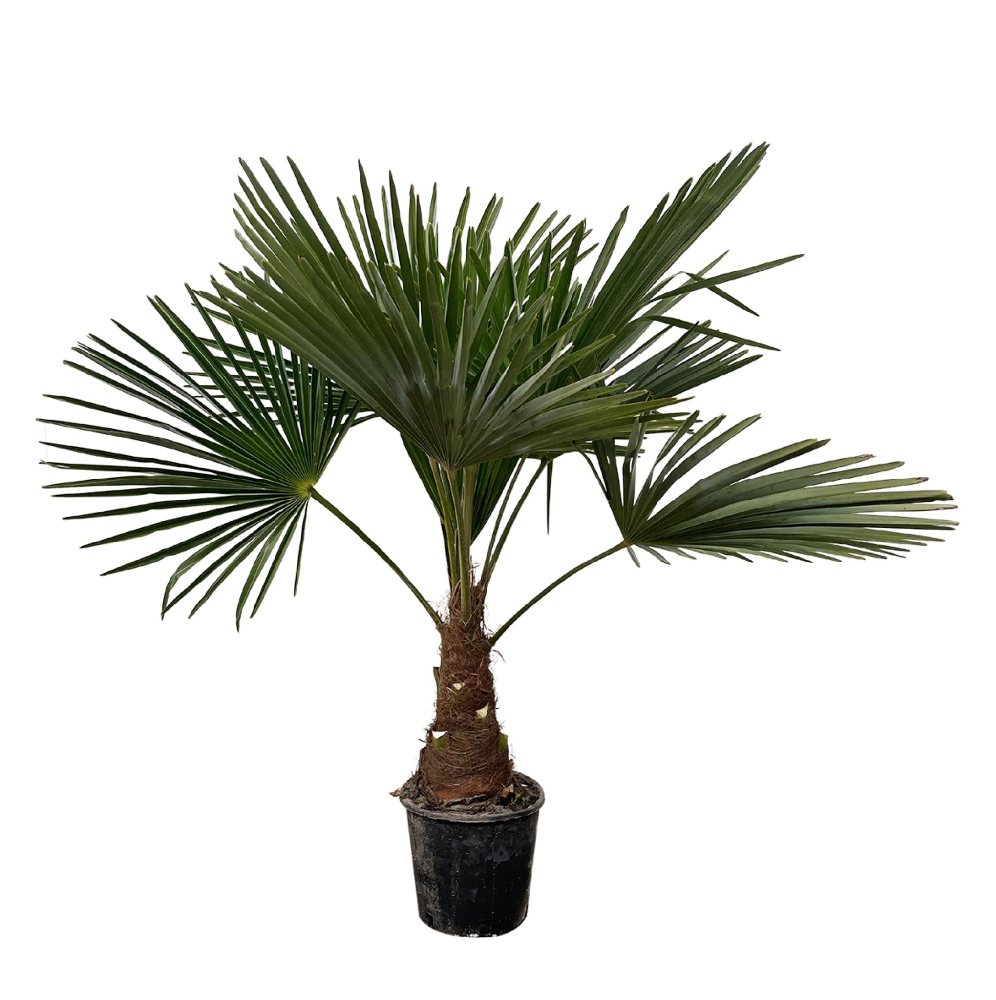 Trachycarpus - 100cm - Ø21