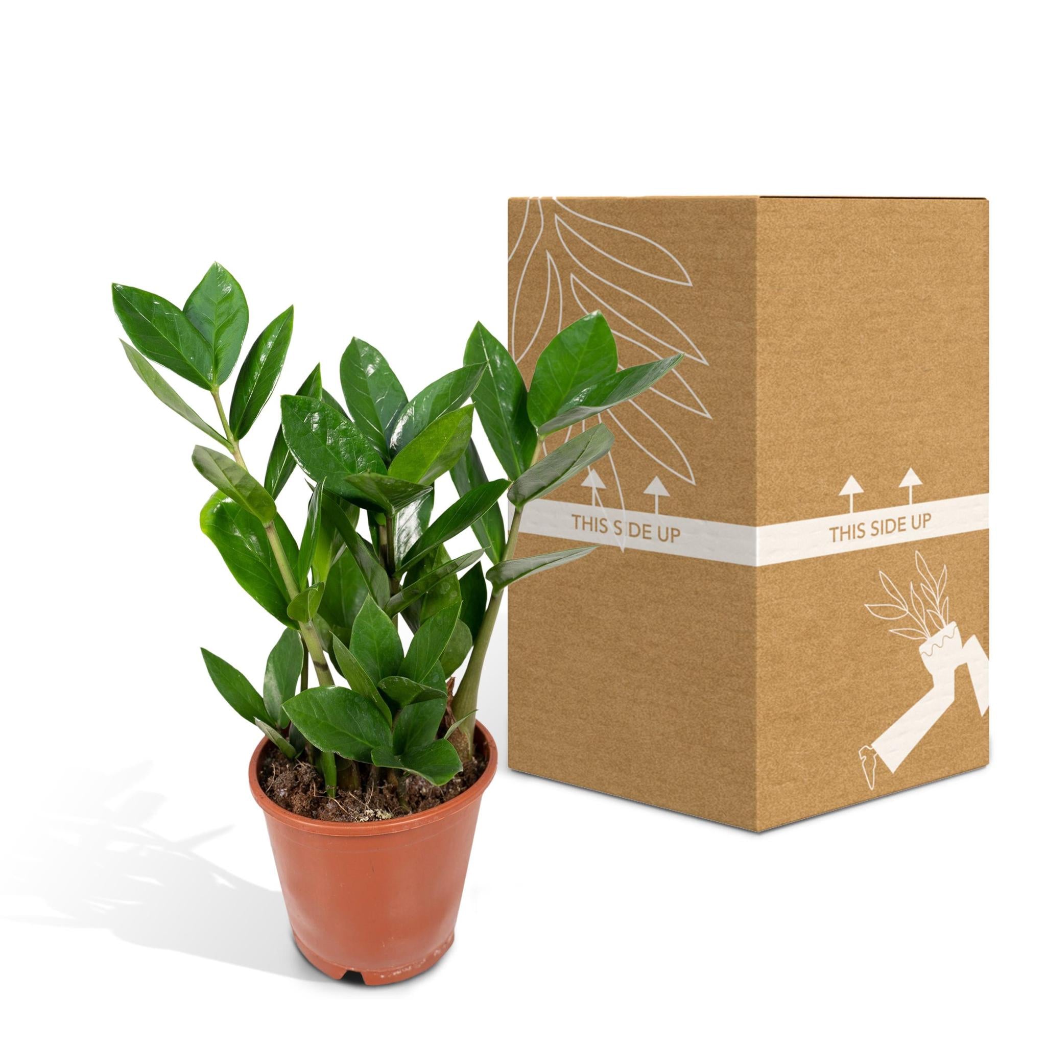 Zamioculcas - Ø12cm - ↕35cm